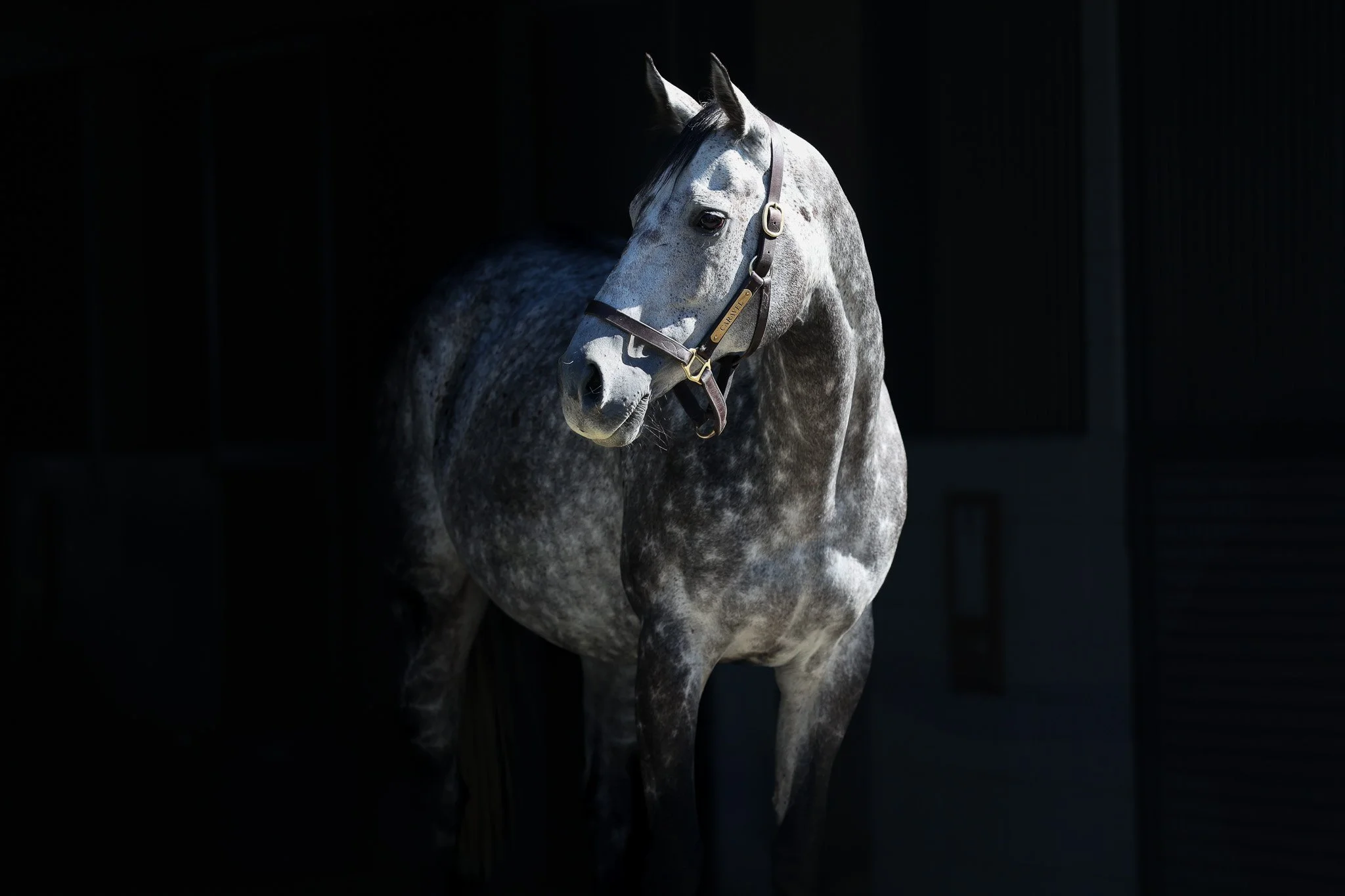 Resolute's Caravel Loses Frankel Colt Due To Complications, Plans To Visit Not This Time