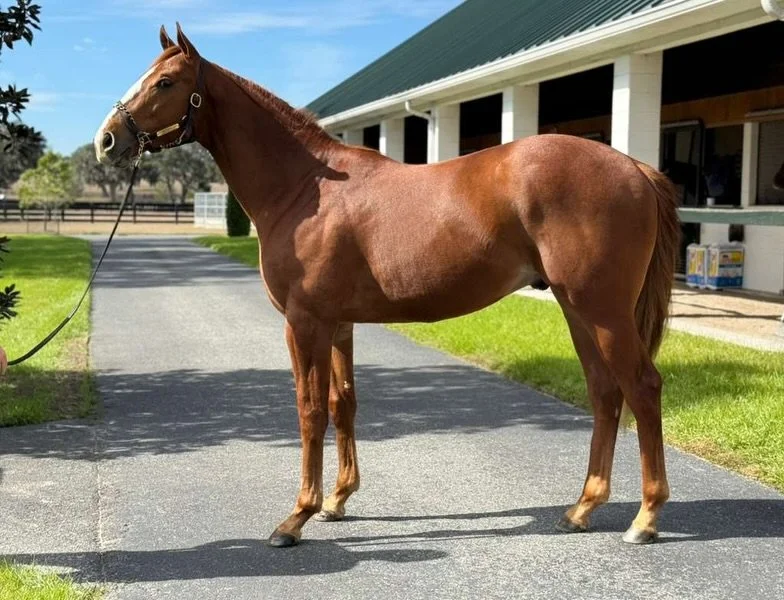 It&rsquo;s Official! 
Our first 2yo of 2026 has been named and it&rsquo;s a big one&hellip; 

Our 2024 colt by Good Magic out of Puca&hellip;
Full-brother to G1 winners, Mage &amp; Dornoch 
And half-brother to G1 winner, Baeza 

Introducing&hellip; W