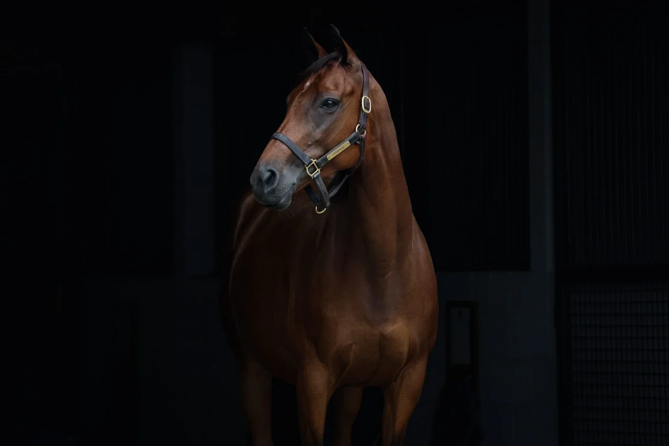 Celebrating our Irish horses today 🍀💚 
#stpatricksday 

- Champagne
- Lilas Canopus
- Pink Dogwood 
- Purely Priceless
- Woobie 
- Victorium 
- Kuwaitya
- Medellin 
- Tales of the Heart
- Pintara 
- Duchess Satin
- Commander Tung 
- My Girl Molly
-