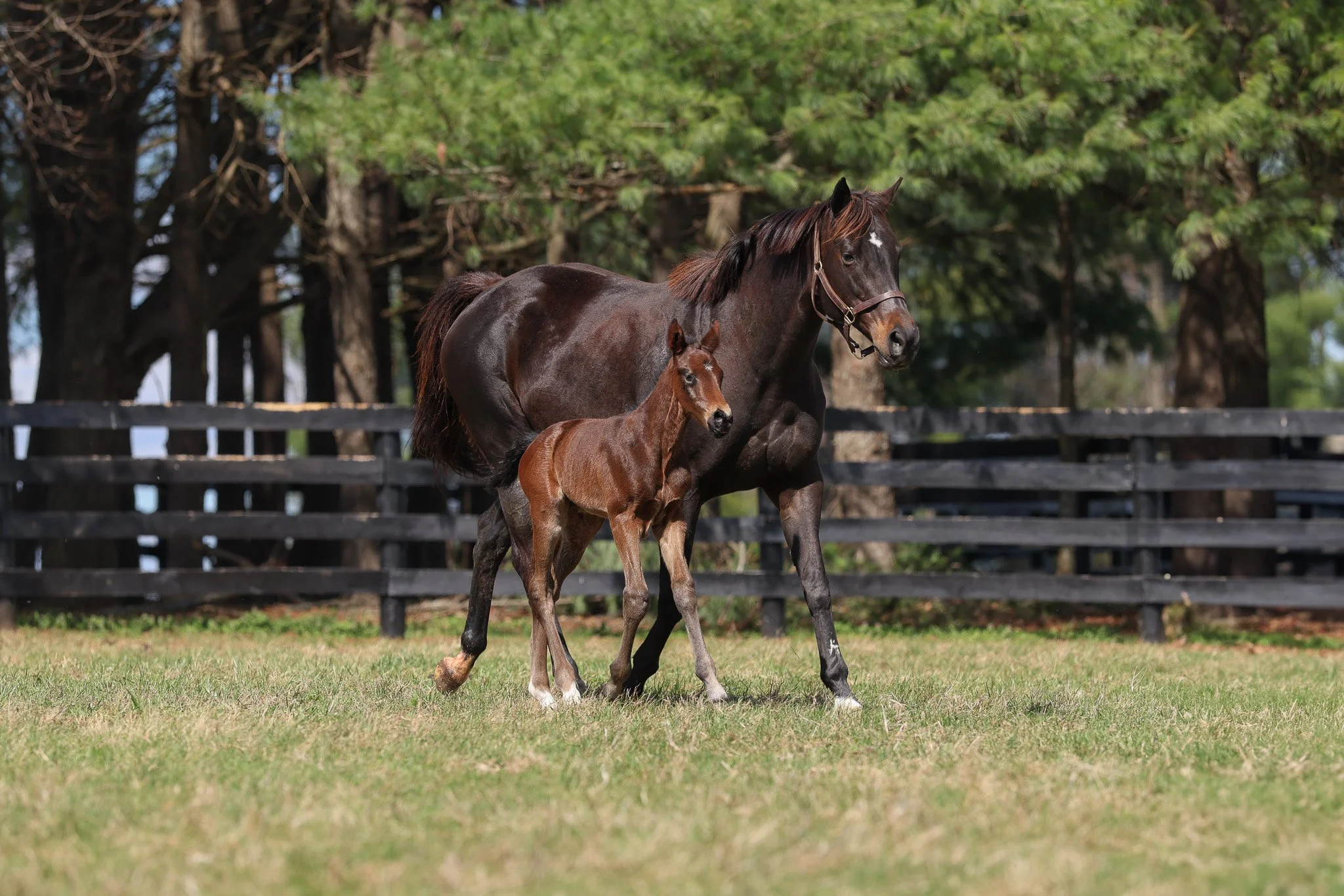 26 Goodnight Olive PP 3.23.26  .jpg