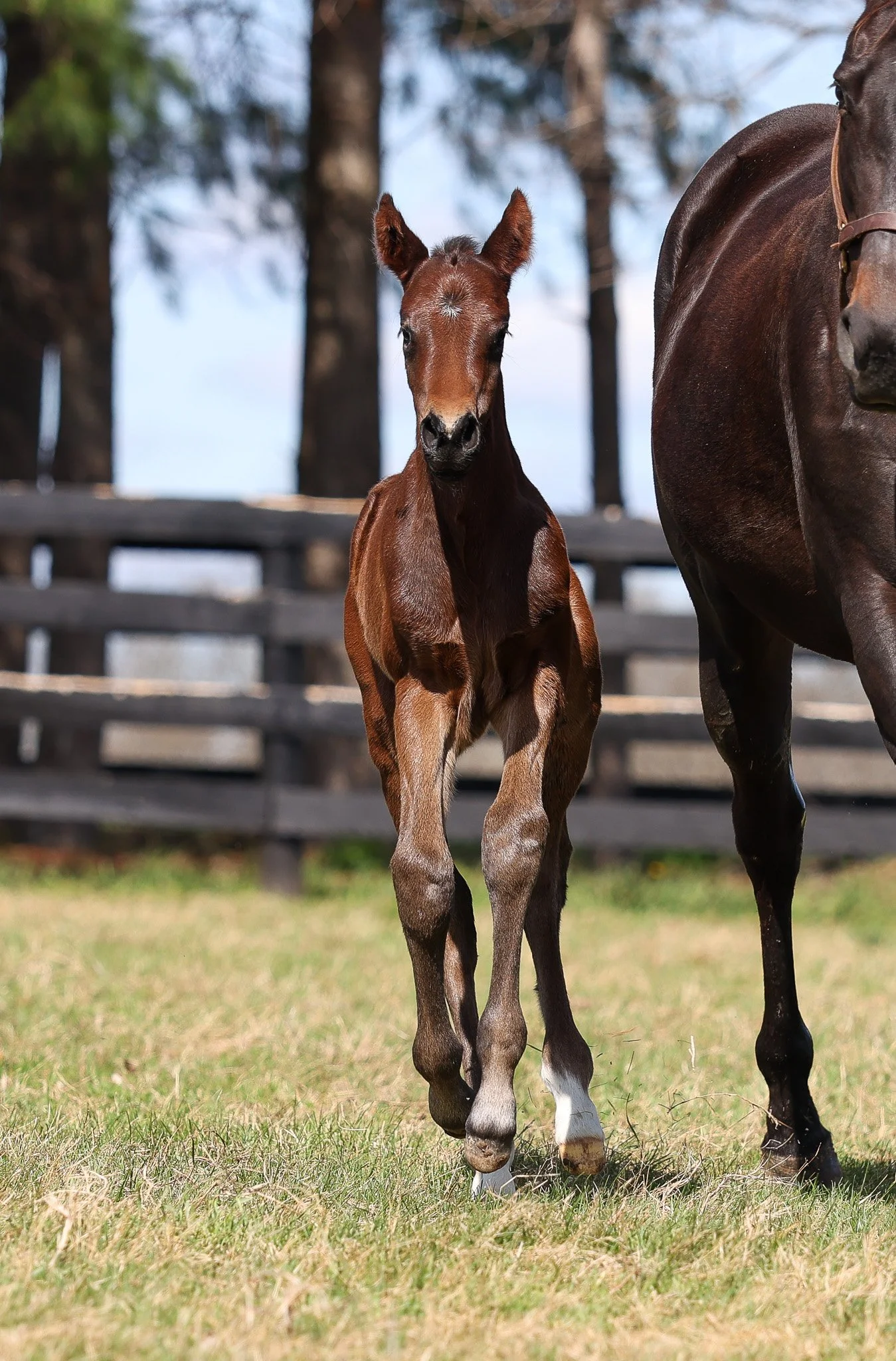 26 Goodnight Olive PP 3.23.26  2.jpg