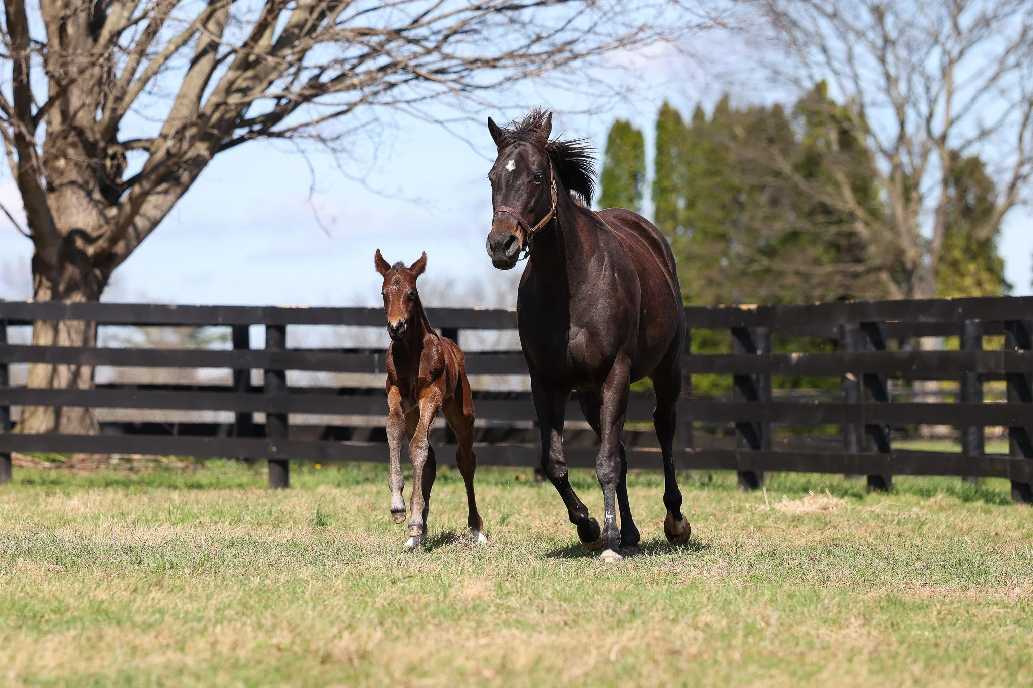 26 Goodnight Olive PP 3.23.26  3.jpg