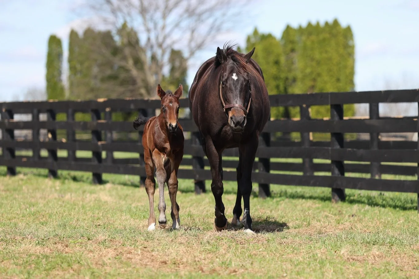 We are thrilled to announce the arrival of GOODNIGHT OLIVE&rsquo;s second foal, a colt by Preakness winner, SEIZE THE GREY!

Mom and baby are doing wonderful ✨