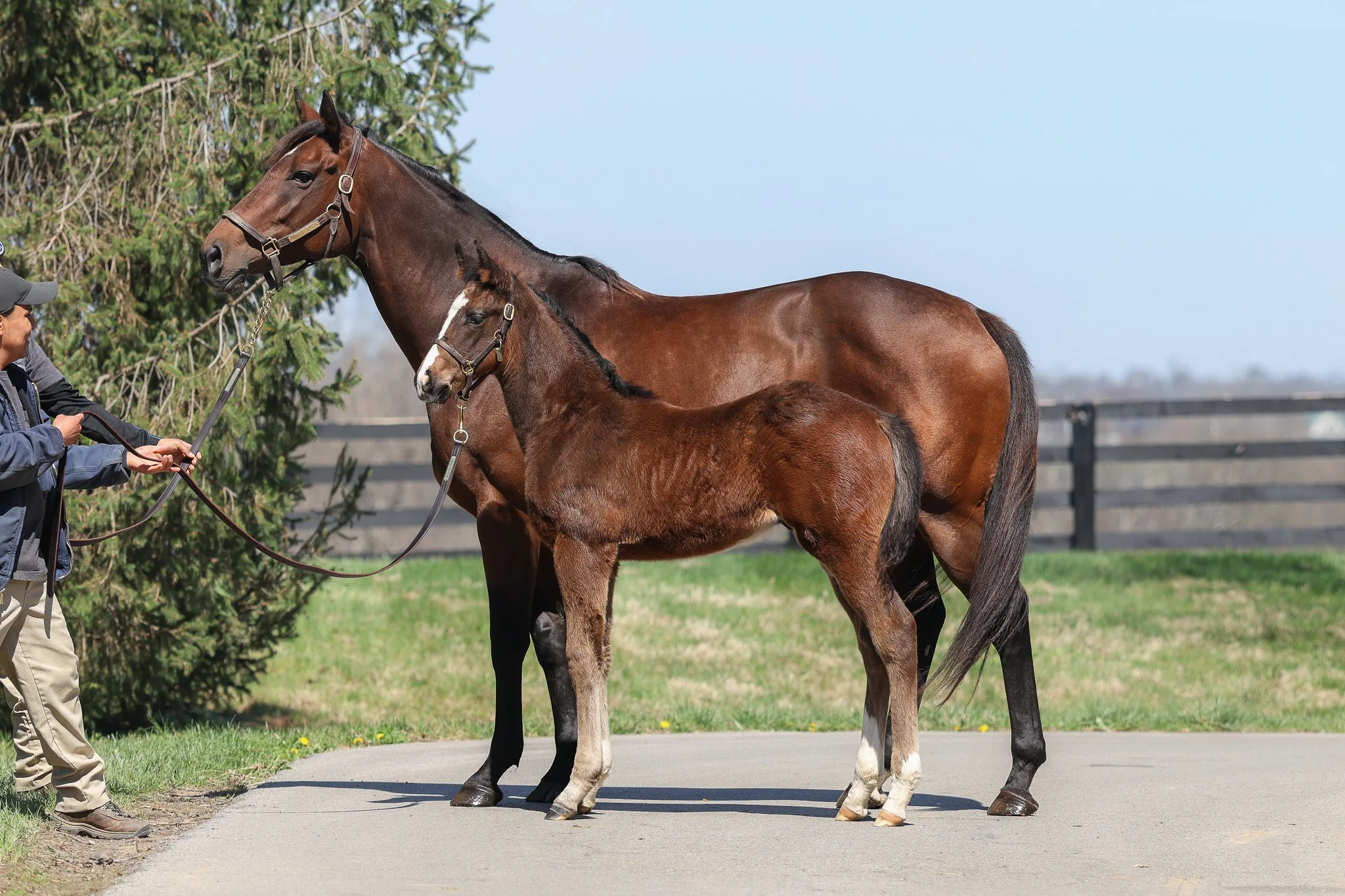 McKinzie / Princess Calla (SAF)