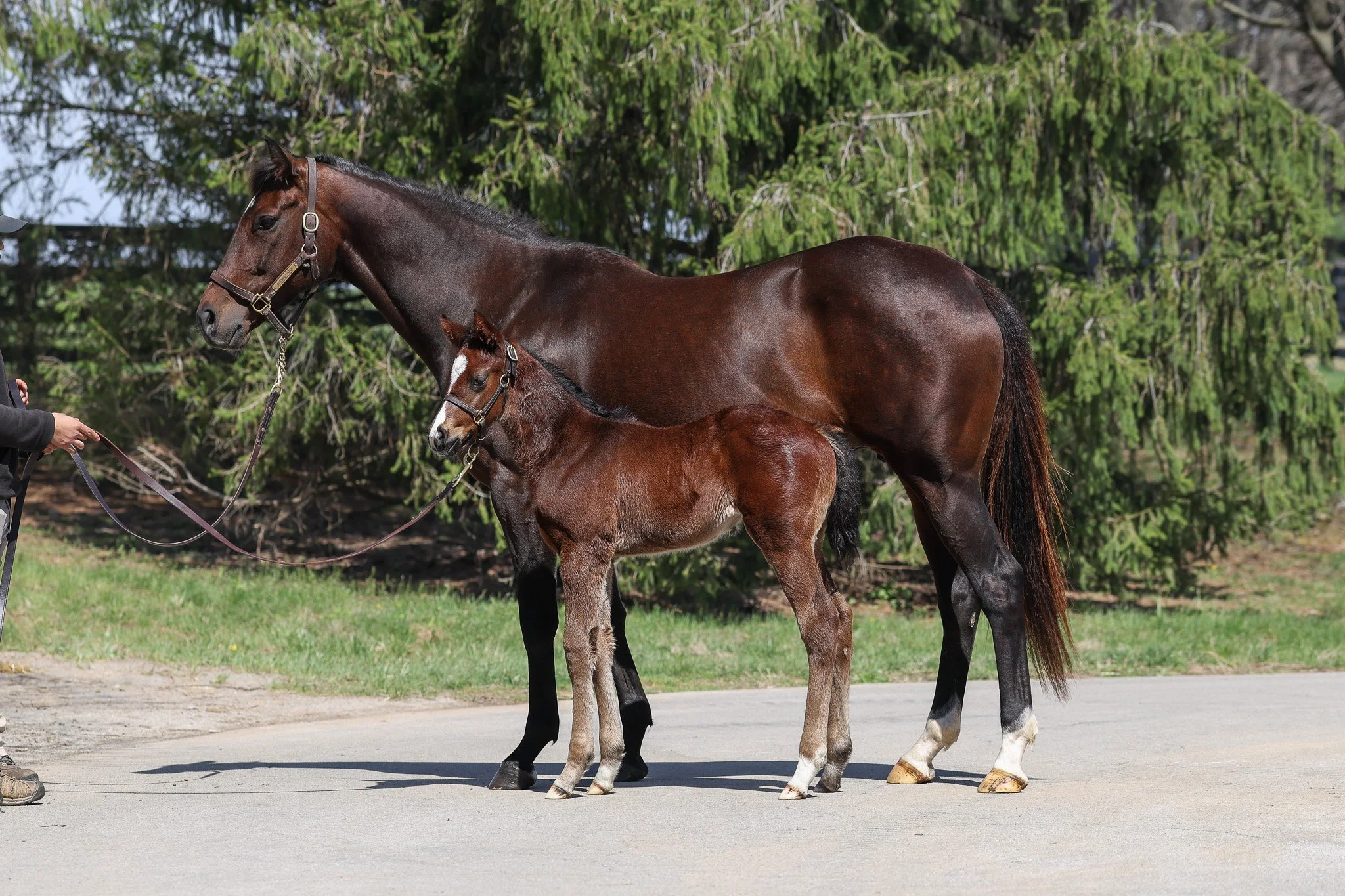 Complexity / Bubba’s Putter