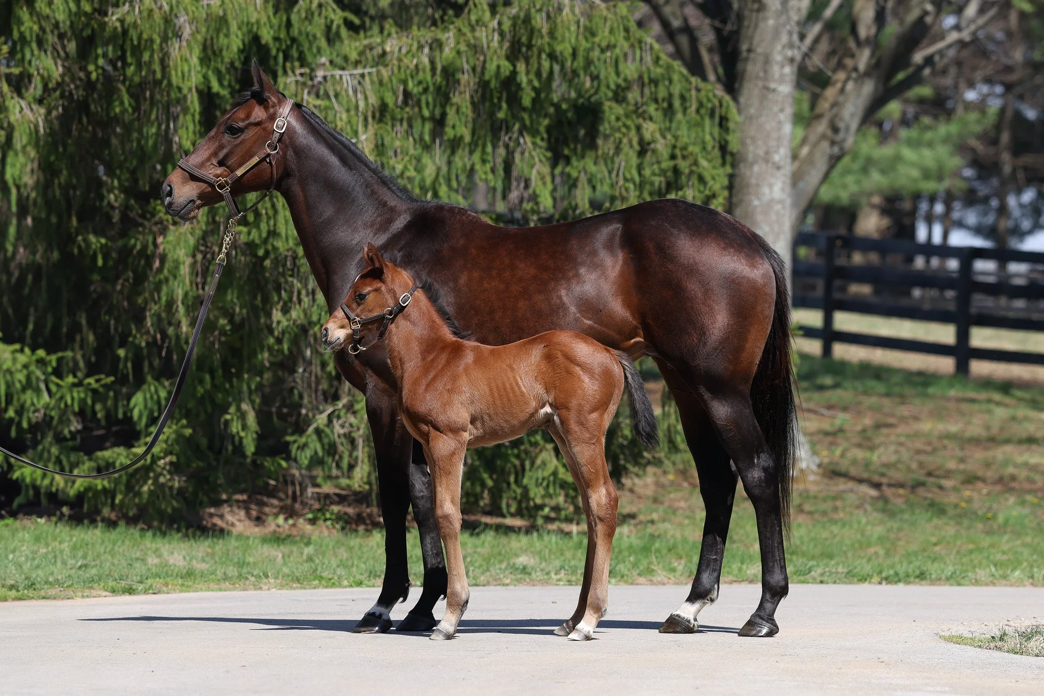 Nyquist / Didia (ARG)