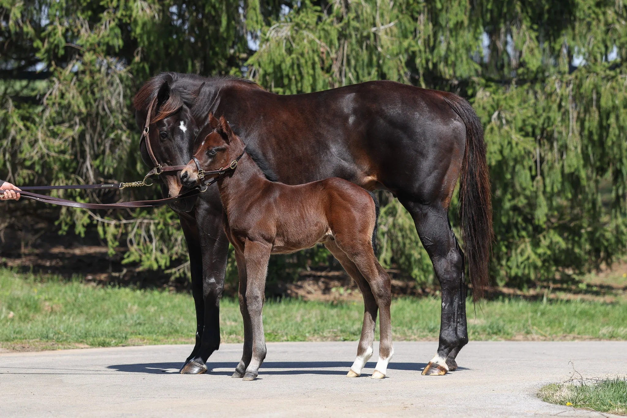 Seize the Grey / Goodnight Olive