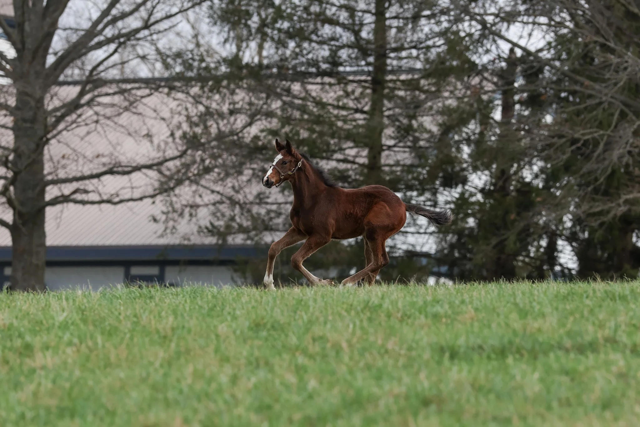 26 Princess Calla PP 3.10.26  7.jpg