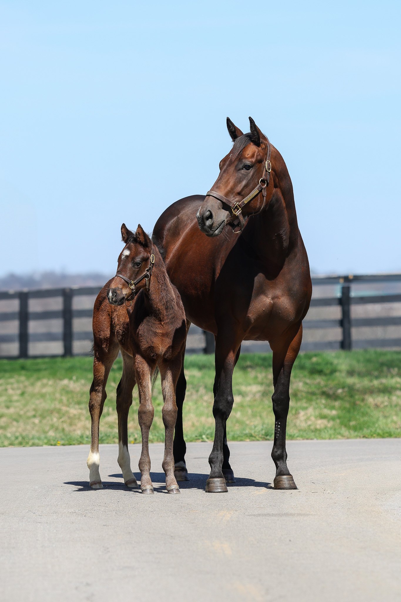 26 Forbidden Nectar & Dam HS 3.24.26.jpg