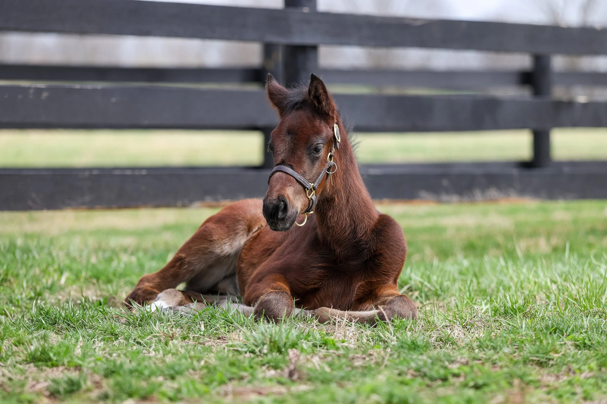 26 Smokie Eyes PP 3.10.26.jpg