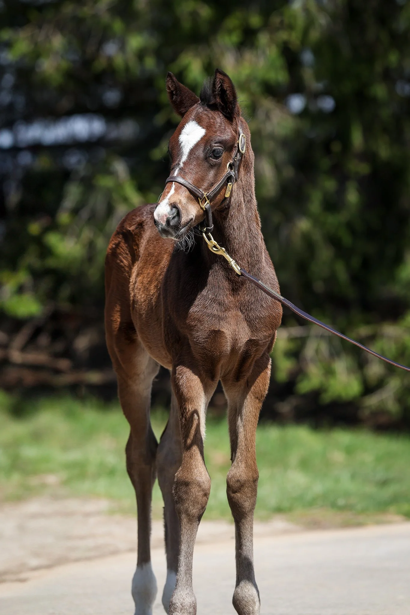 26 Purely Priceless HS 3.25.26.jpg