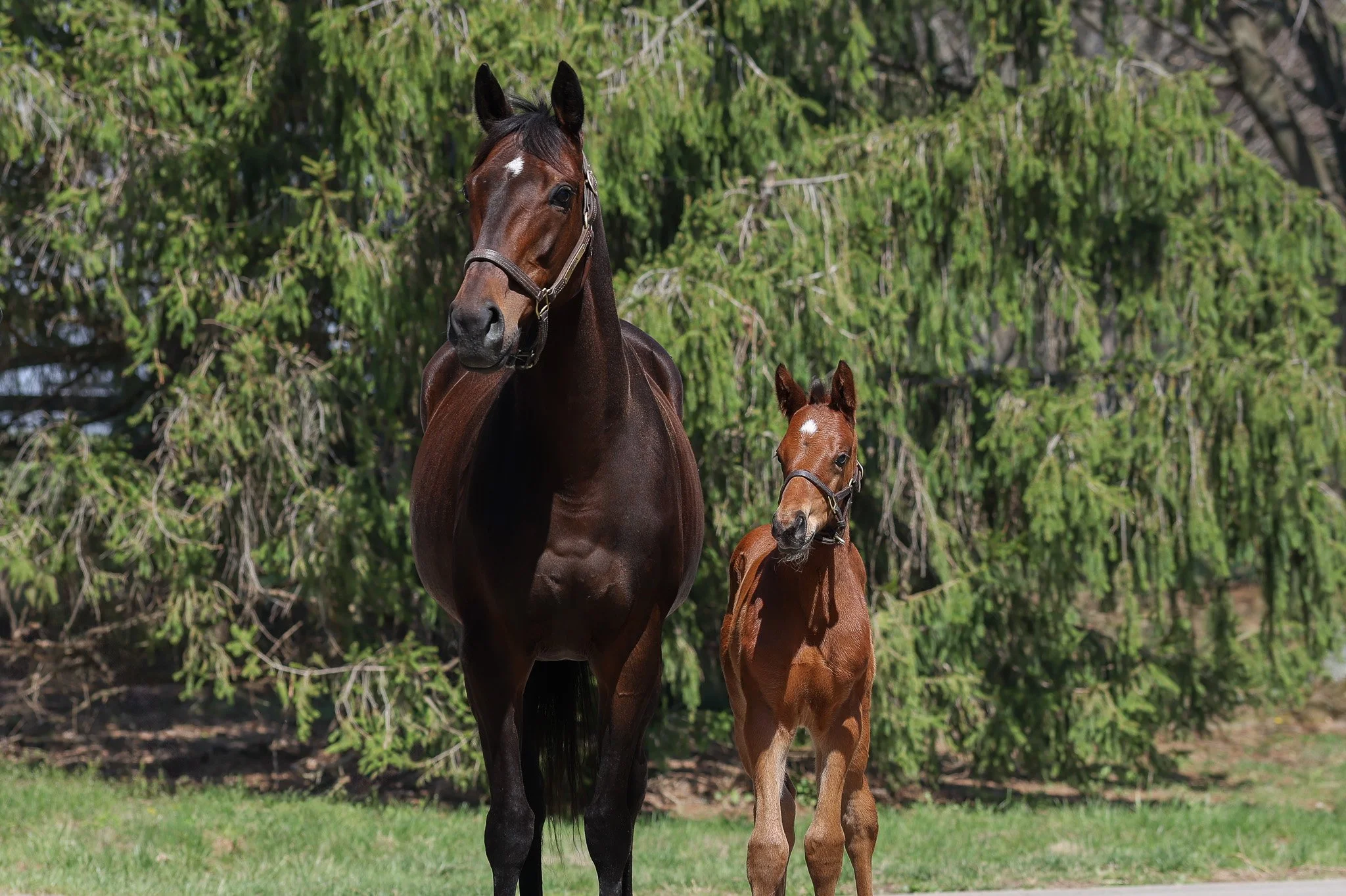 26 Didia HS & dam 3.25.26.jpg