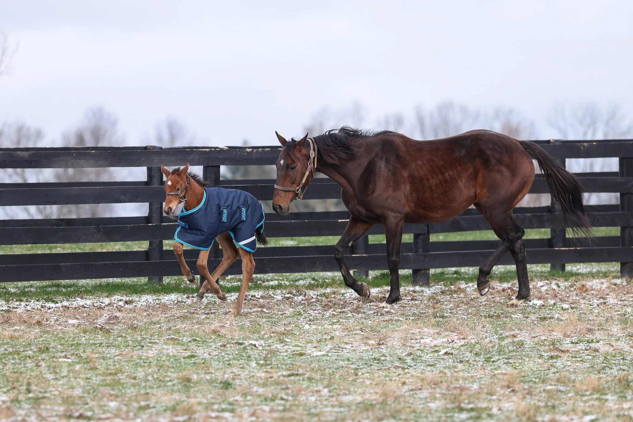 26 Didia PP 3.17.26  2.jpg