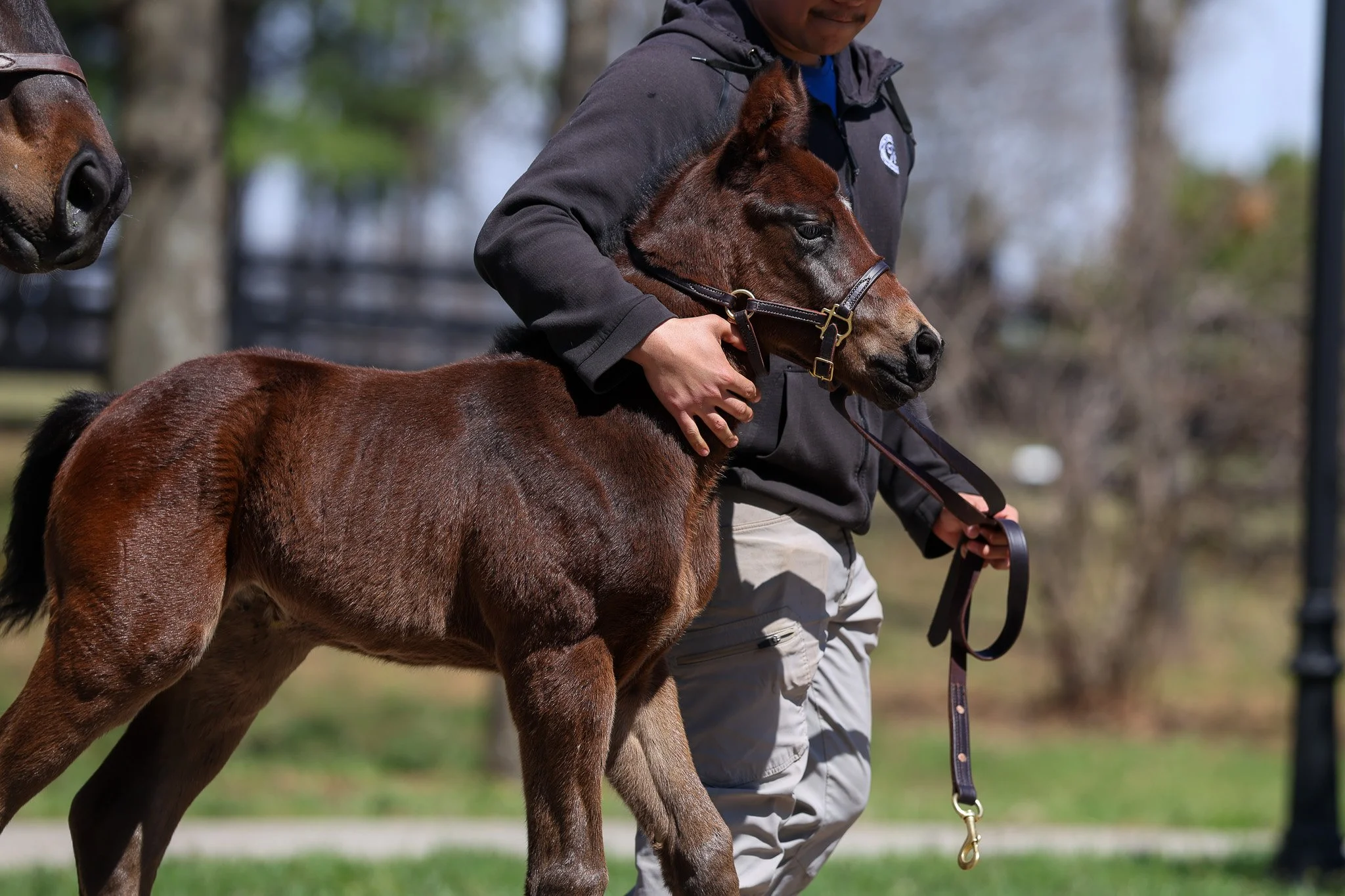 26 Goodnight Olive HS 3.25.26.jpg