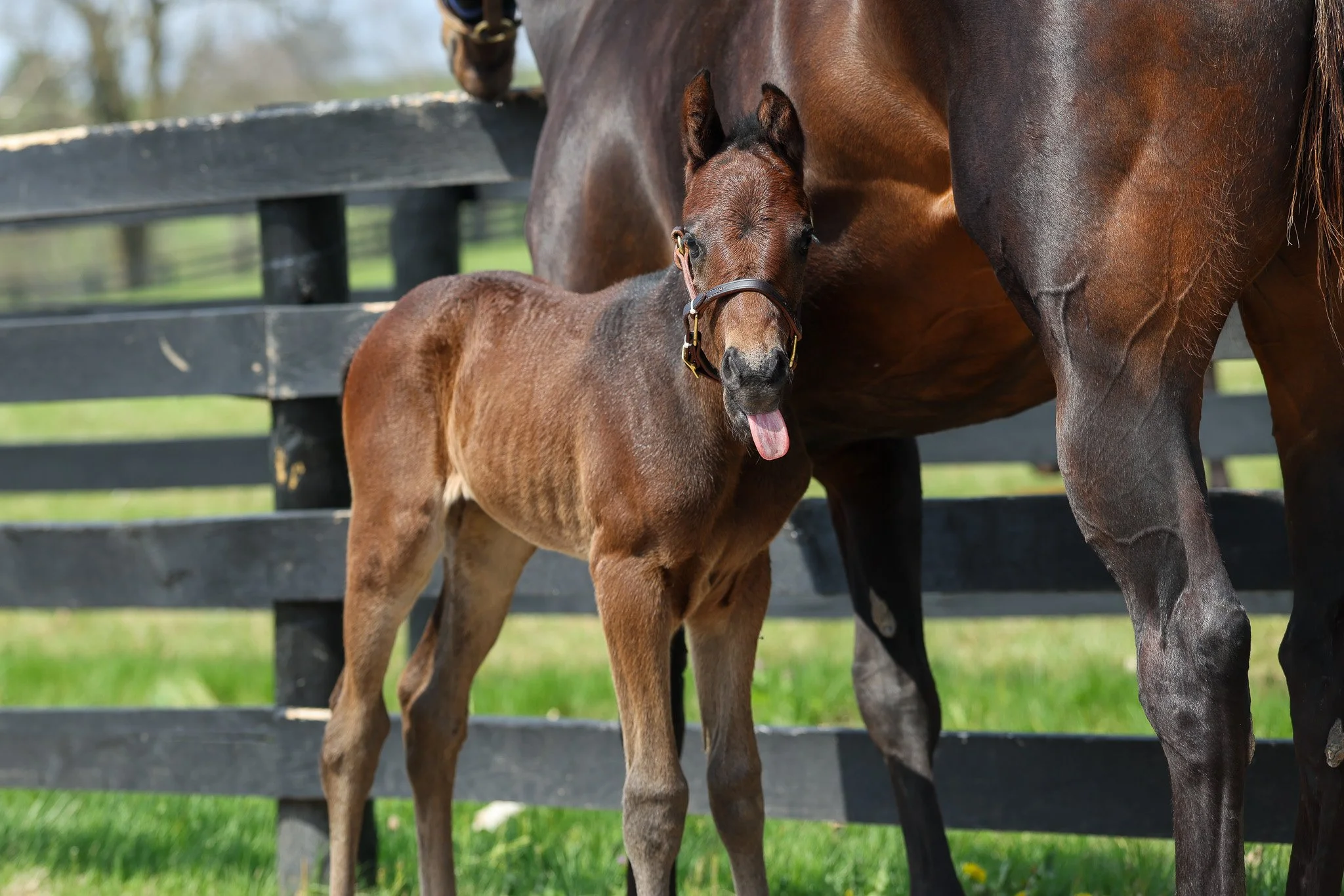 26 Charged Temp PP 3.30.26  4.jpg