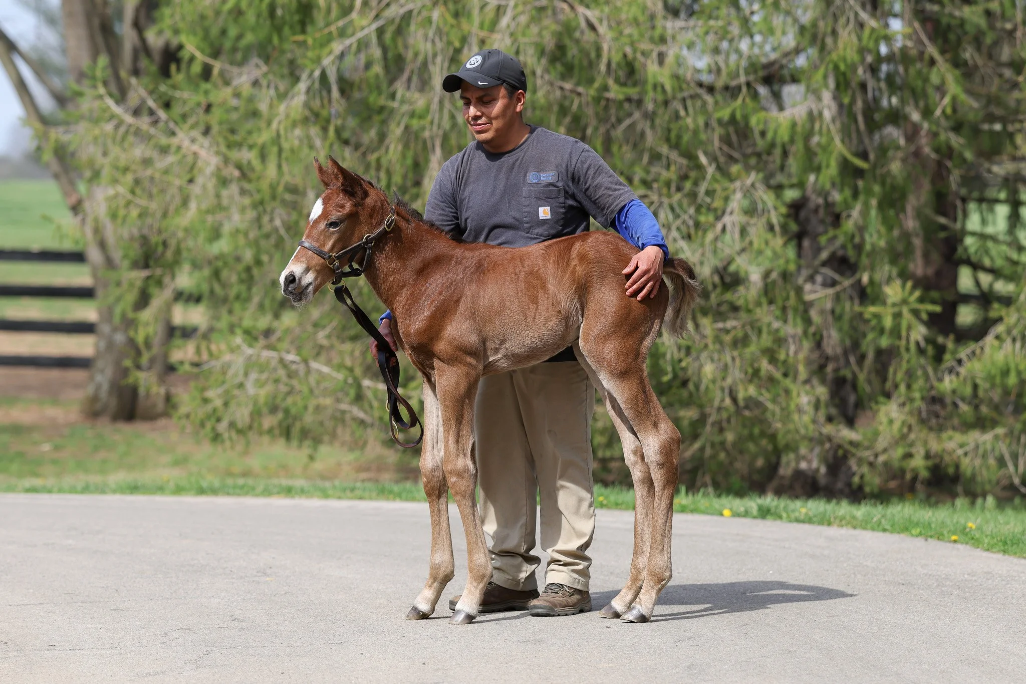 Justify / Lilas Canopus (IRE)