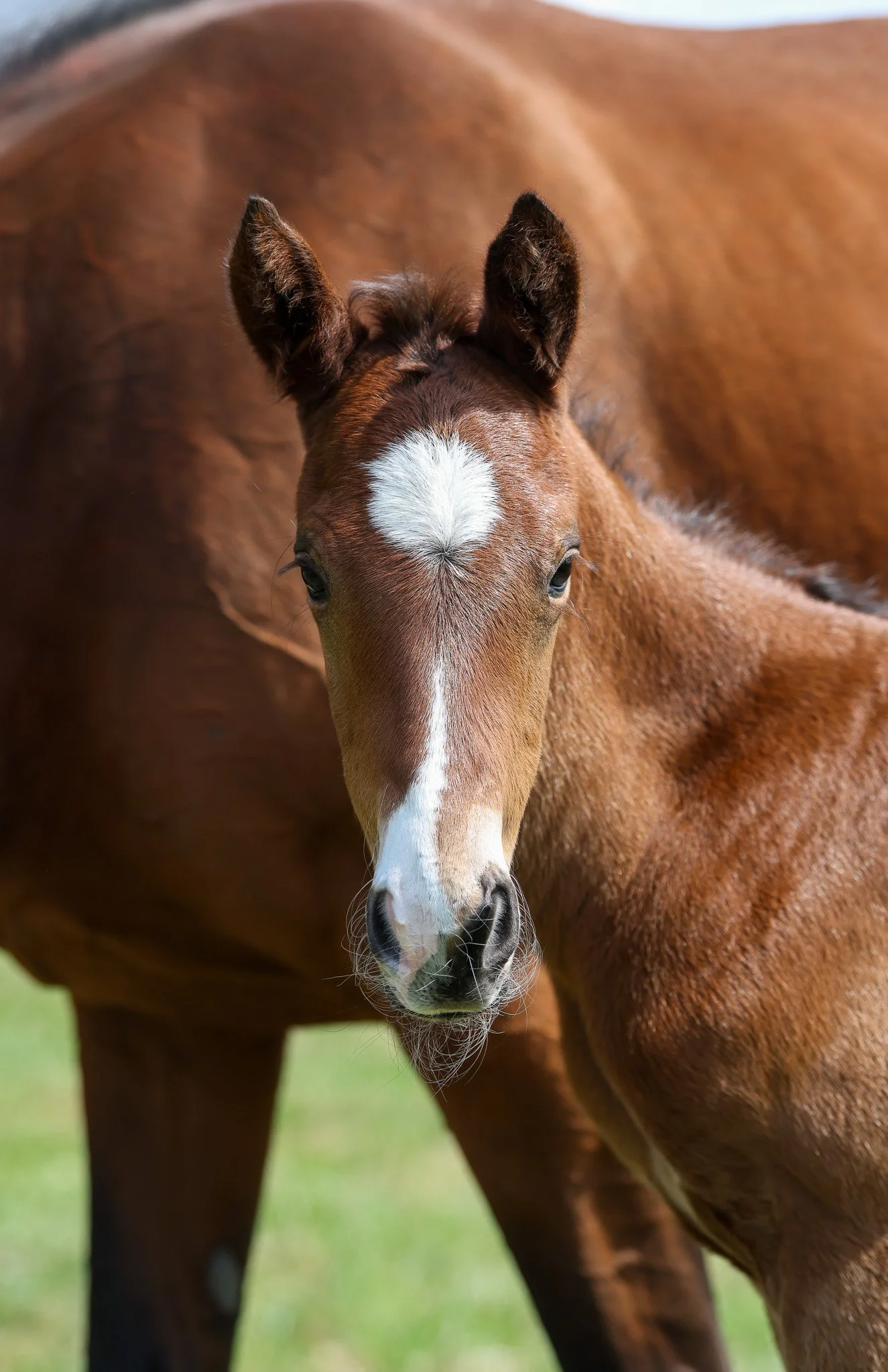 26 Lilas Canopus PP 3.31.26  2.jpg