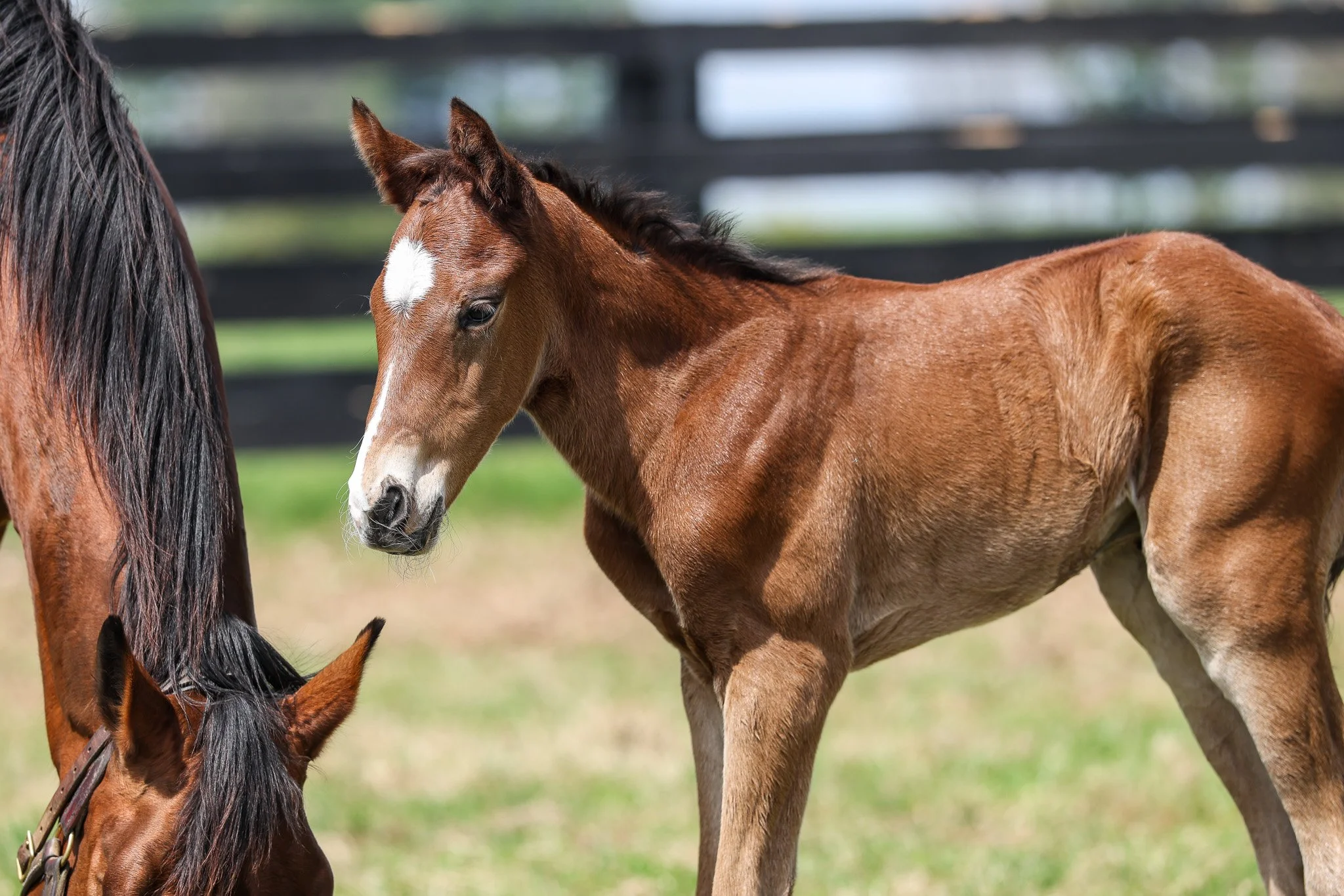 26 Lilas Canopus PP 3.31.26  .jpg