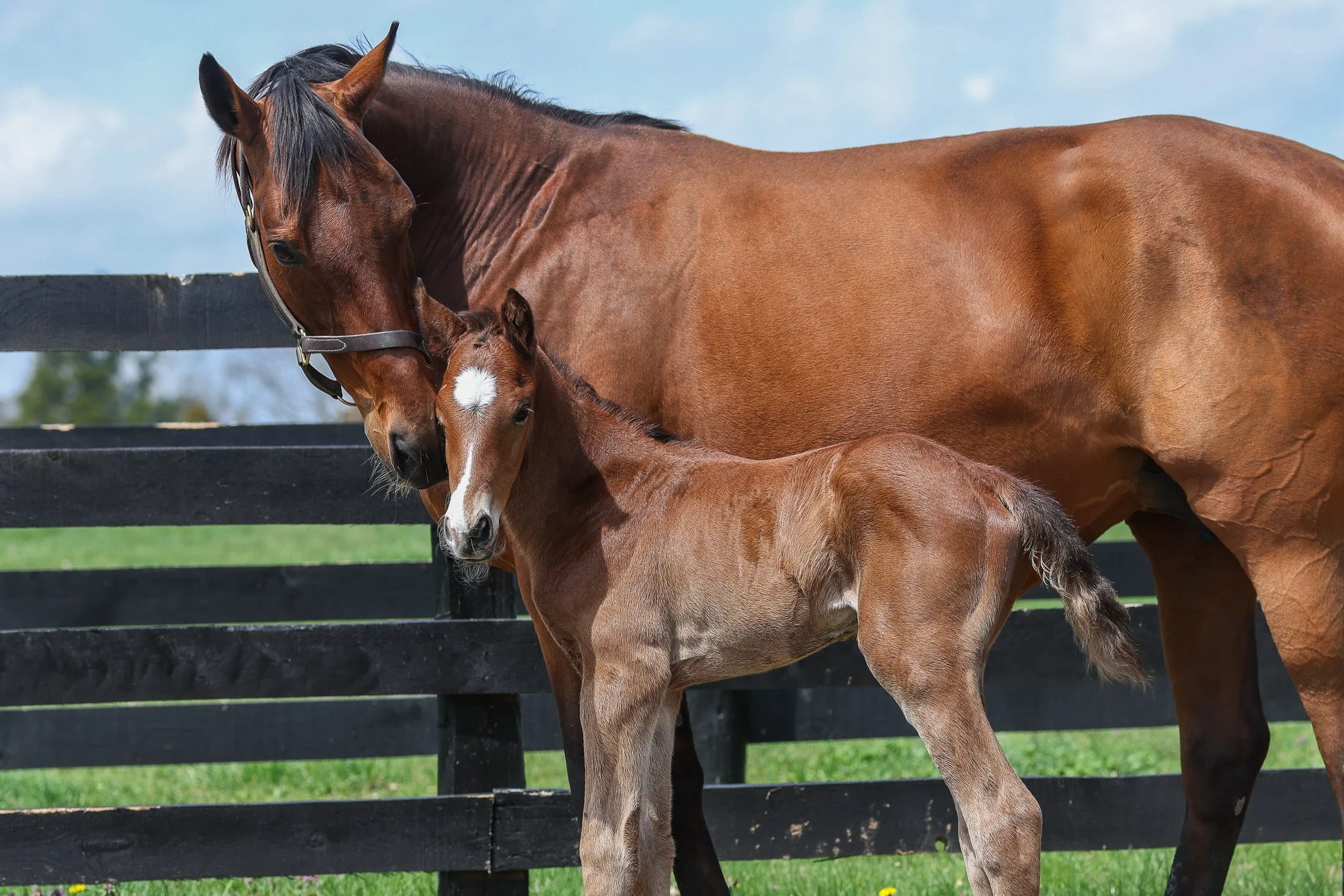 26 Lilas Canopus PP 3.31.26  3.jpg
