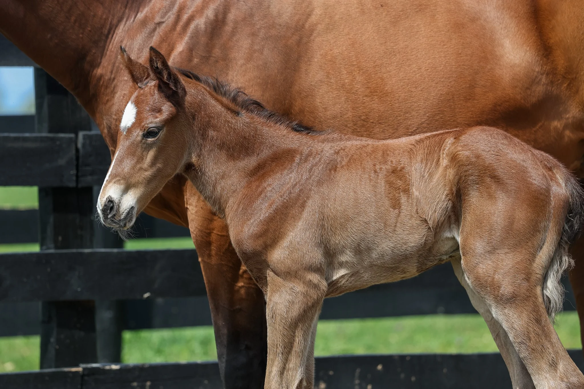 26 Lilas Canopus PP 3.31.26  4.jpg