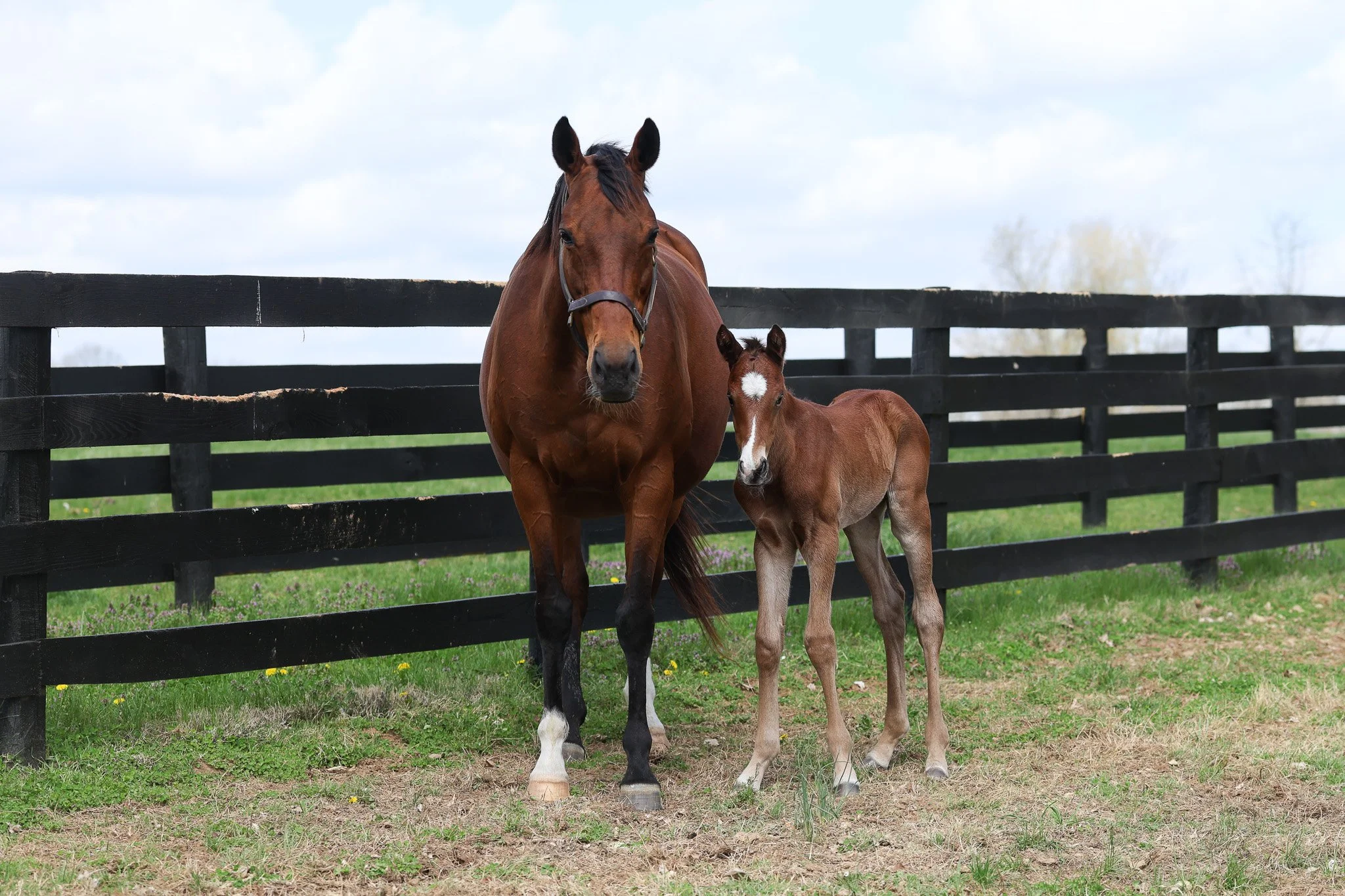 26 Lilas Canopus PP 3.31.26  5.jpg