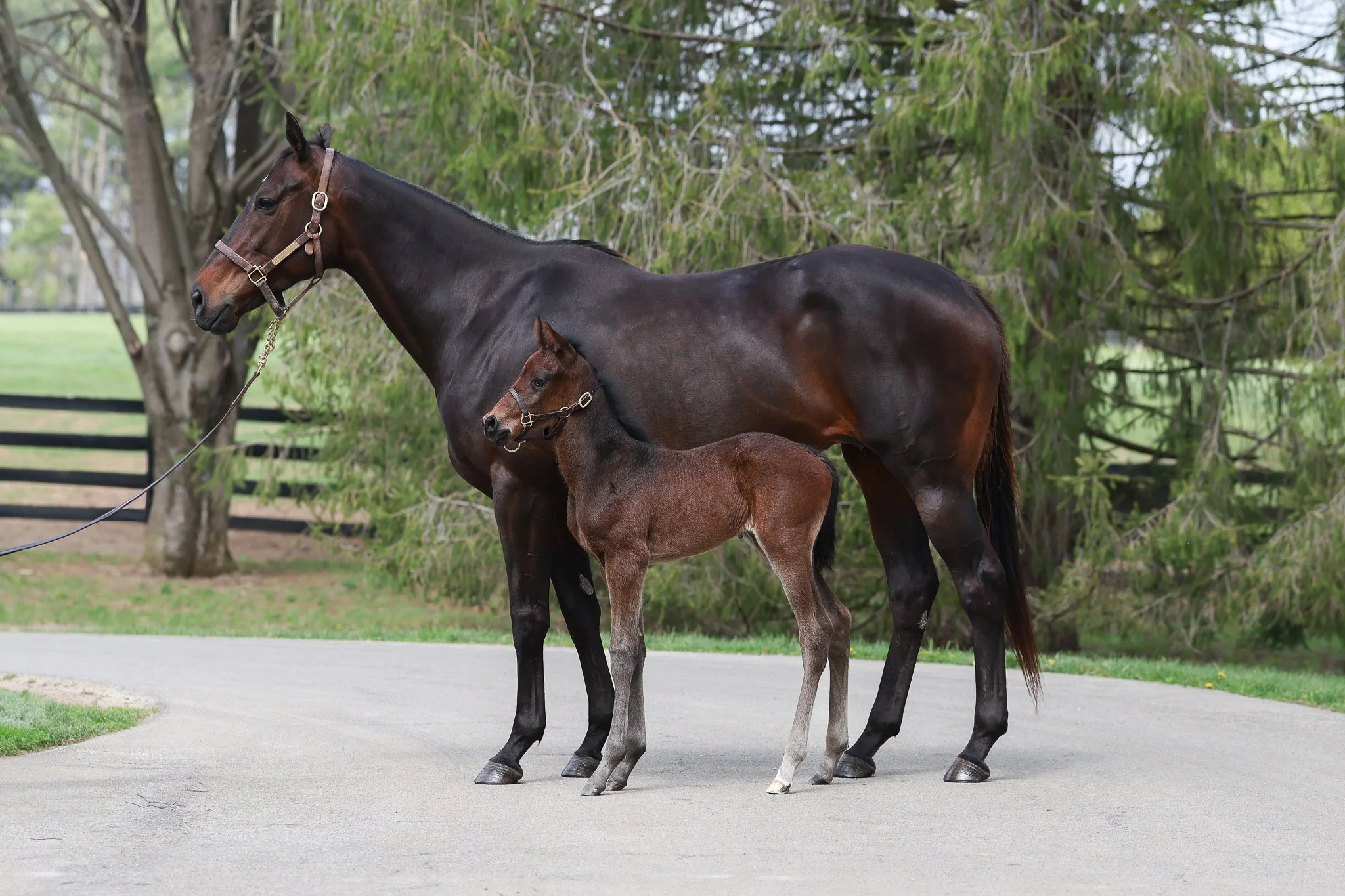 Maclean’s Music / Charged Temp