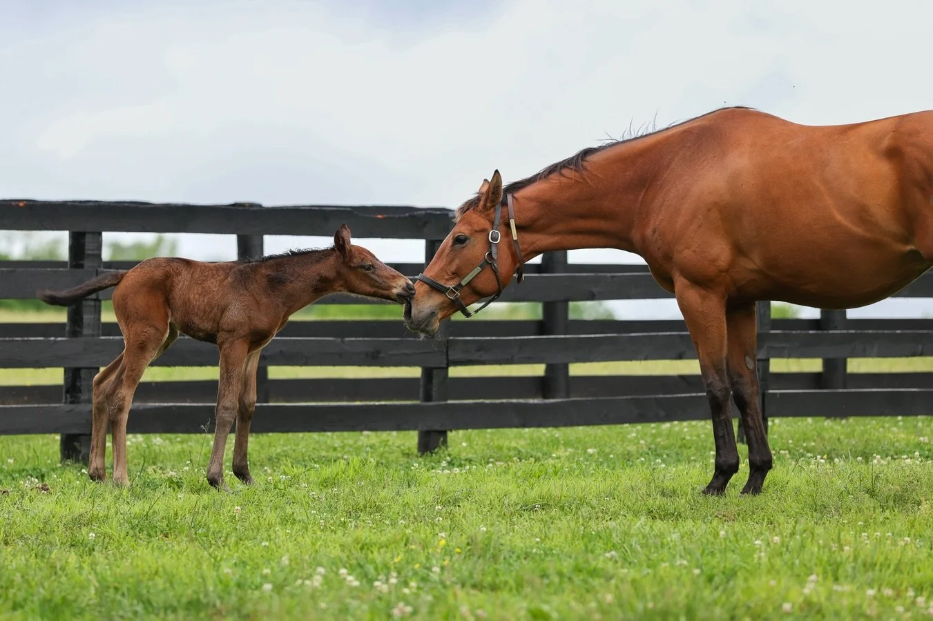 Wishing everyone out there a very Happy Mother&rsquo;s Day 💗

First time mom, Shiloh&rsquo;s Mistress, is certainly enjoying all the extra attention and her new mini-me &hearts;️☺️
