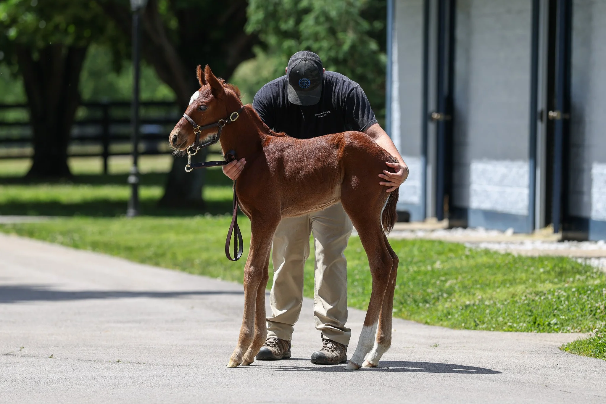 Gun Runner / Fancy Ribbons