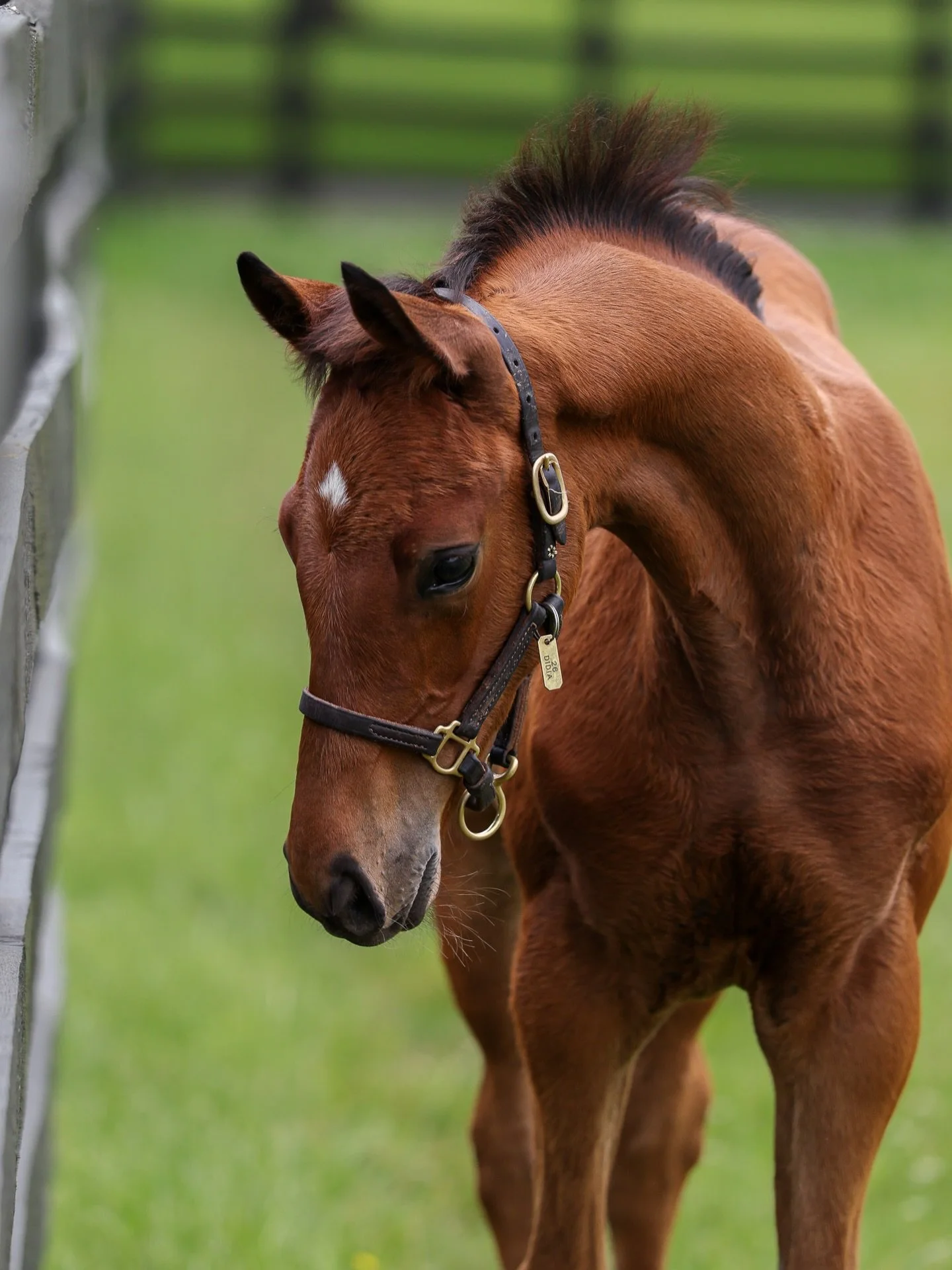 Happy Foal Friday to this stunning filly out of DIDIA (ARG) by NYQUIST 🤩 

She has G1 winning genes 🏇