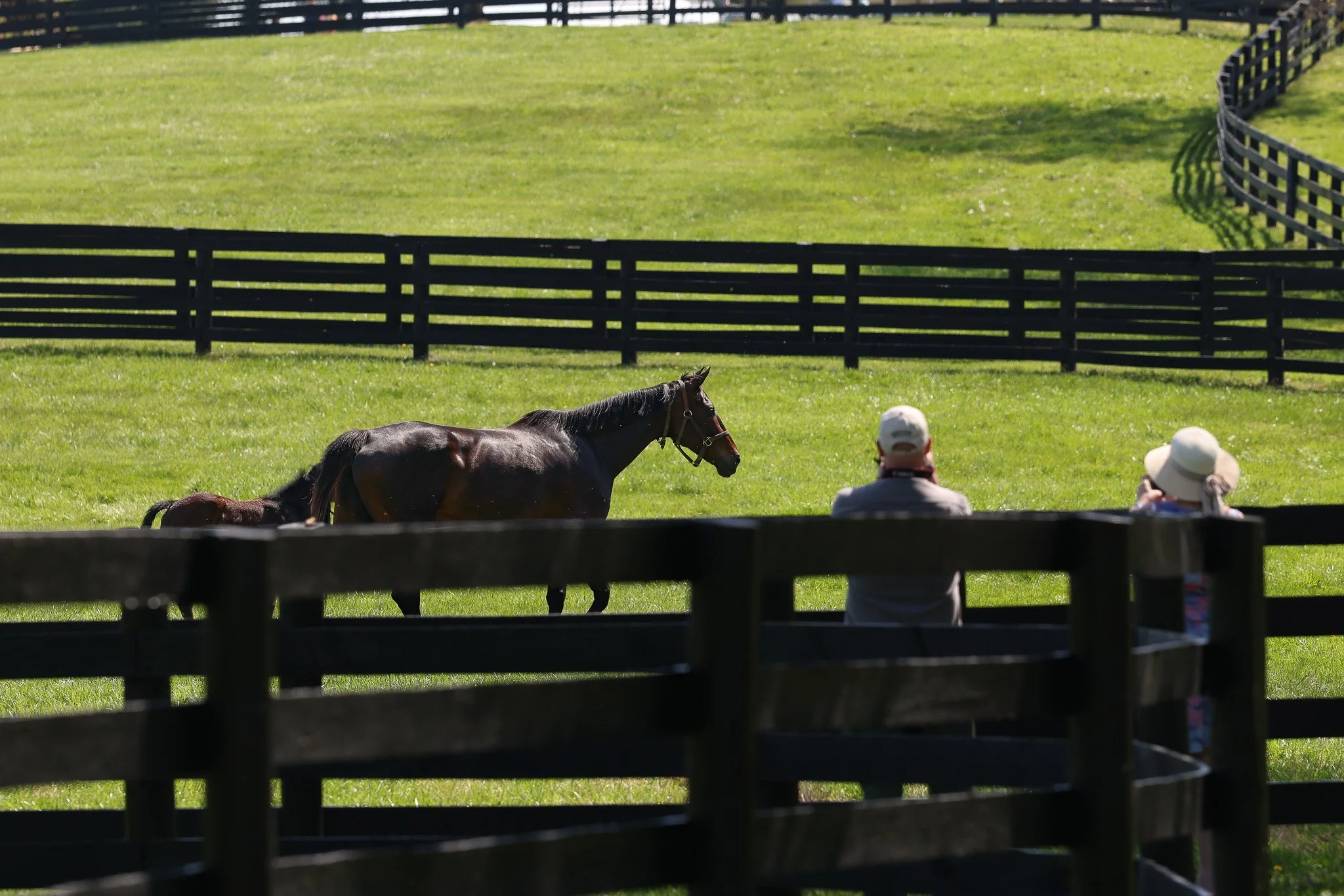 The Making of a Racehorse