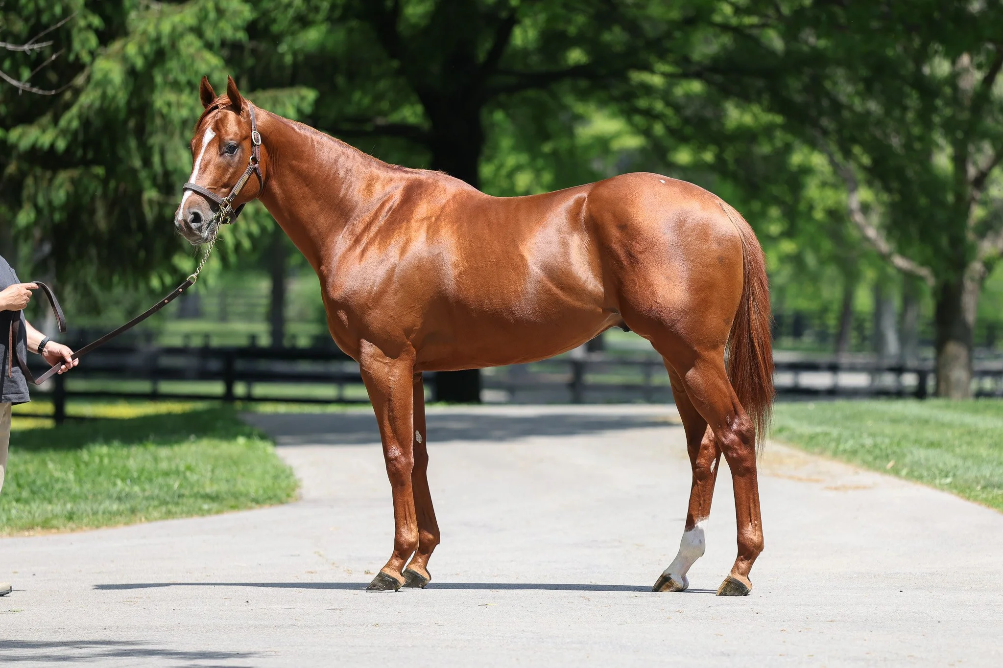 Stable Boy