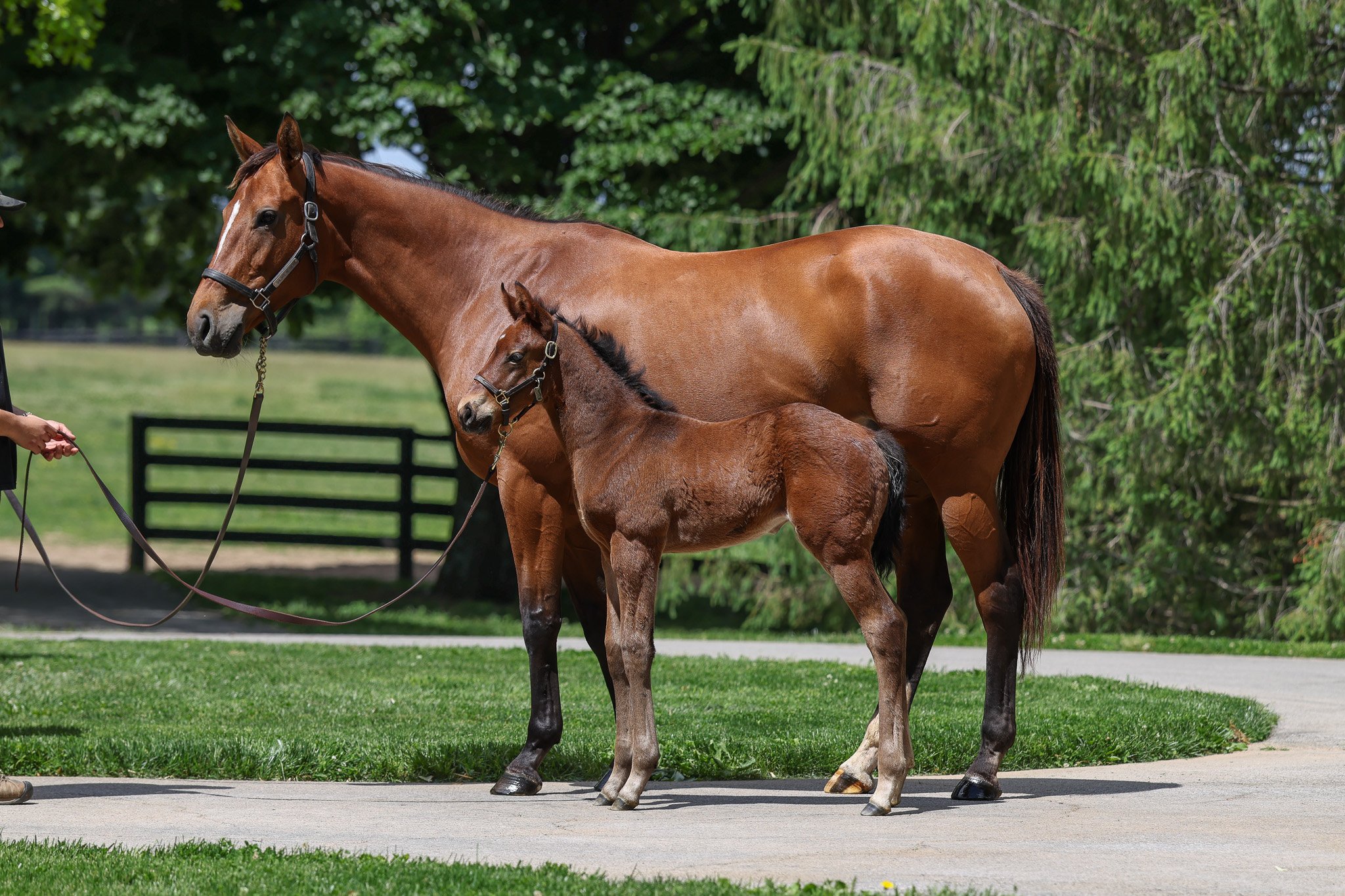 26 Shiloh's Mistress & dam 5.14.26.jpg