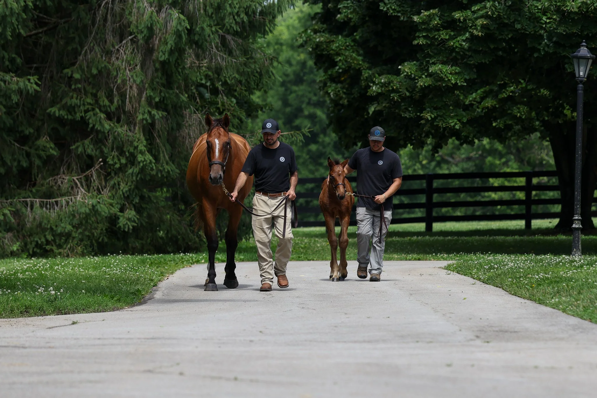 26 Shiloh's Mistress & dam HS 6.10.26.jpg