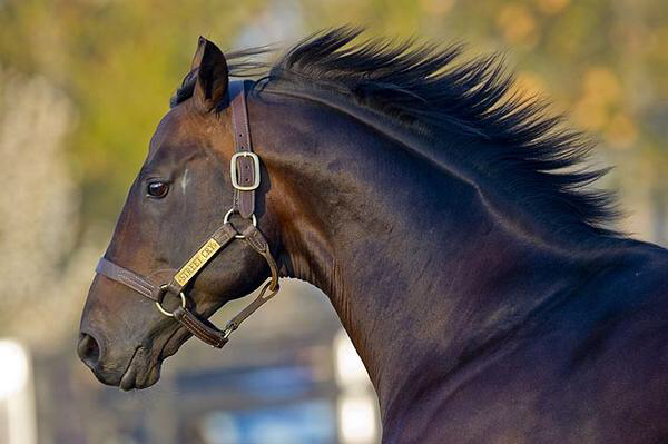 STREET CRY (IRE): Continued Success across Hemispheres