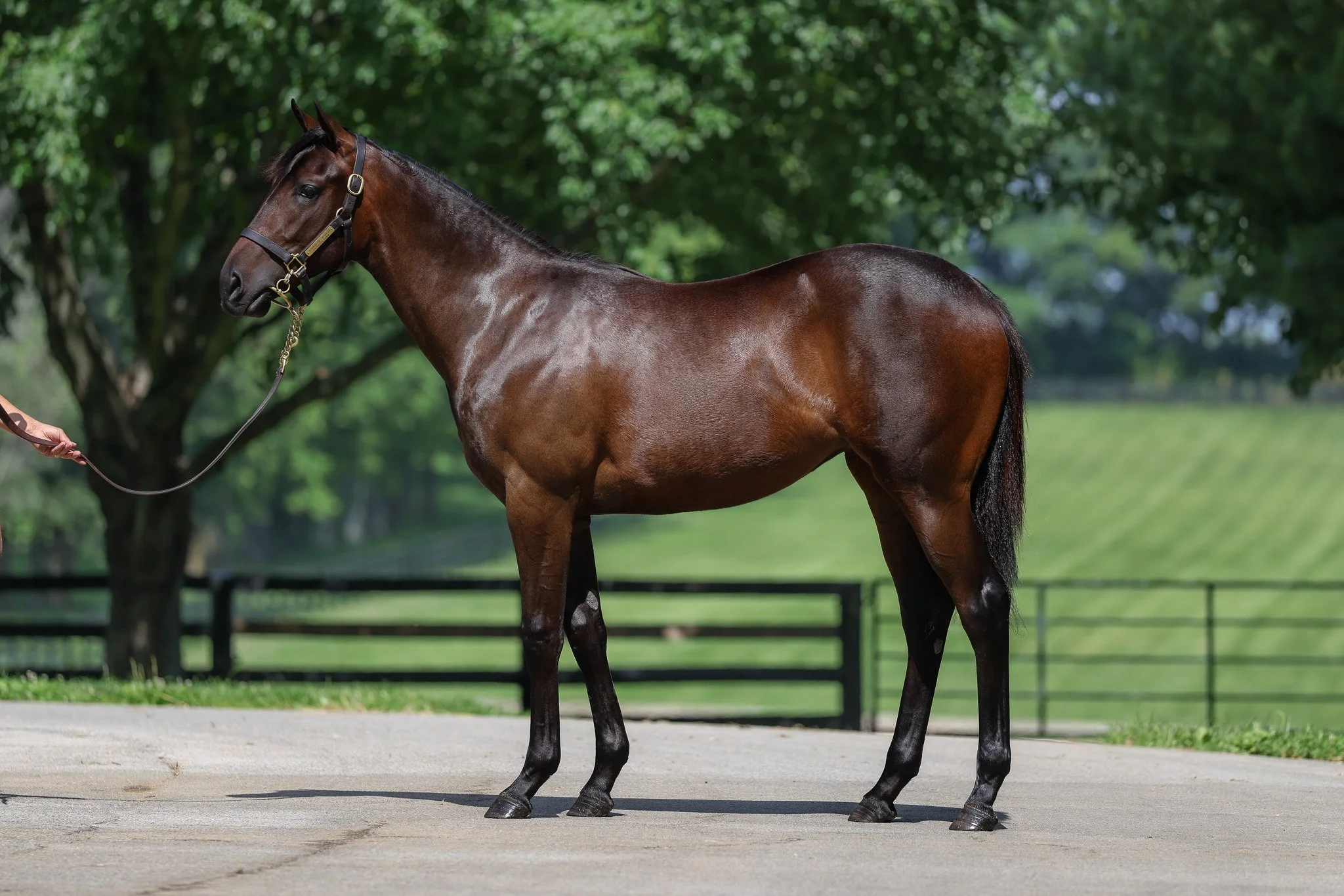 Hip 21