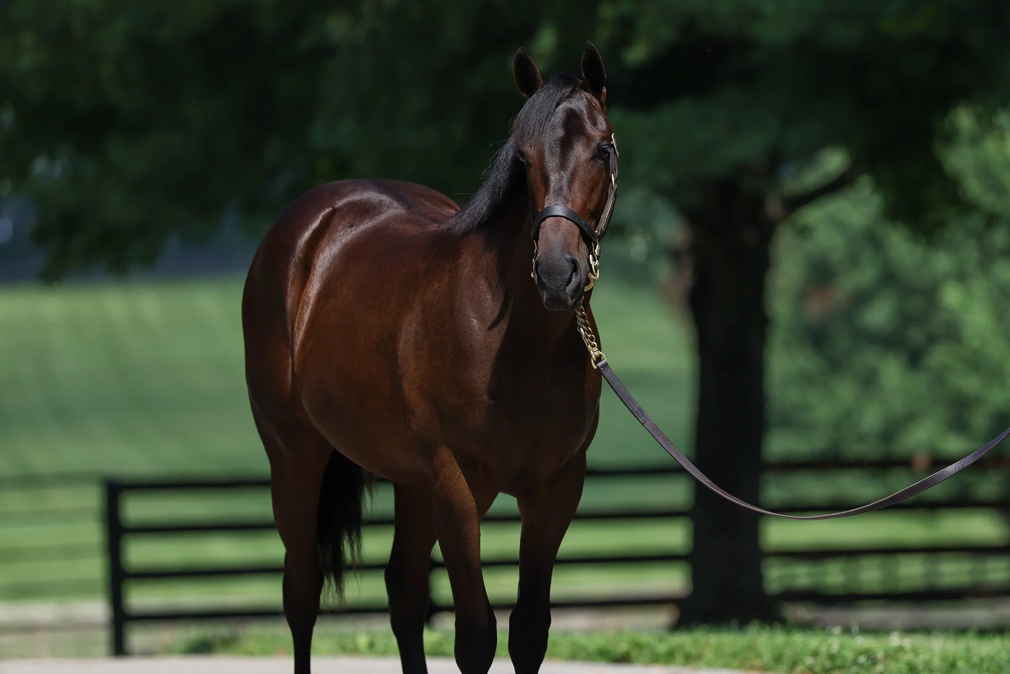 Resolute Offers First Homebred Yearlings at FT-July