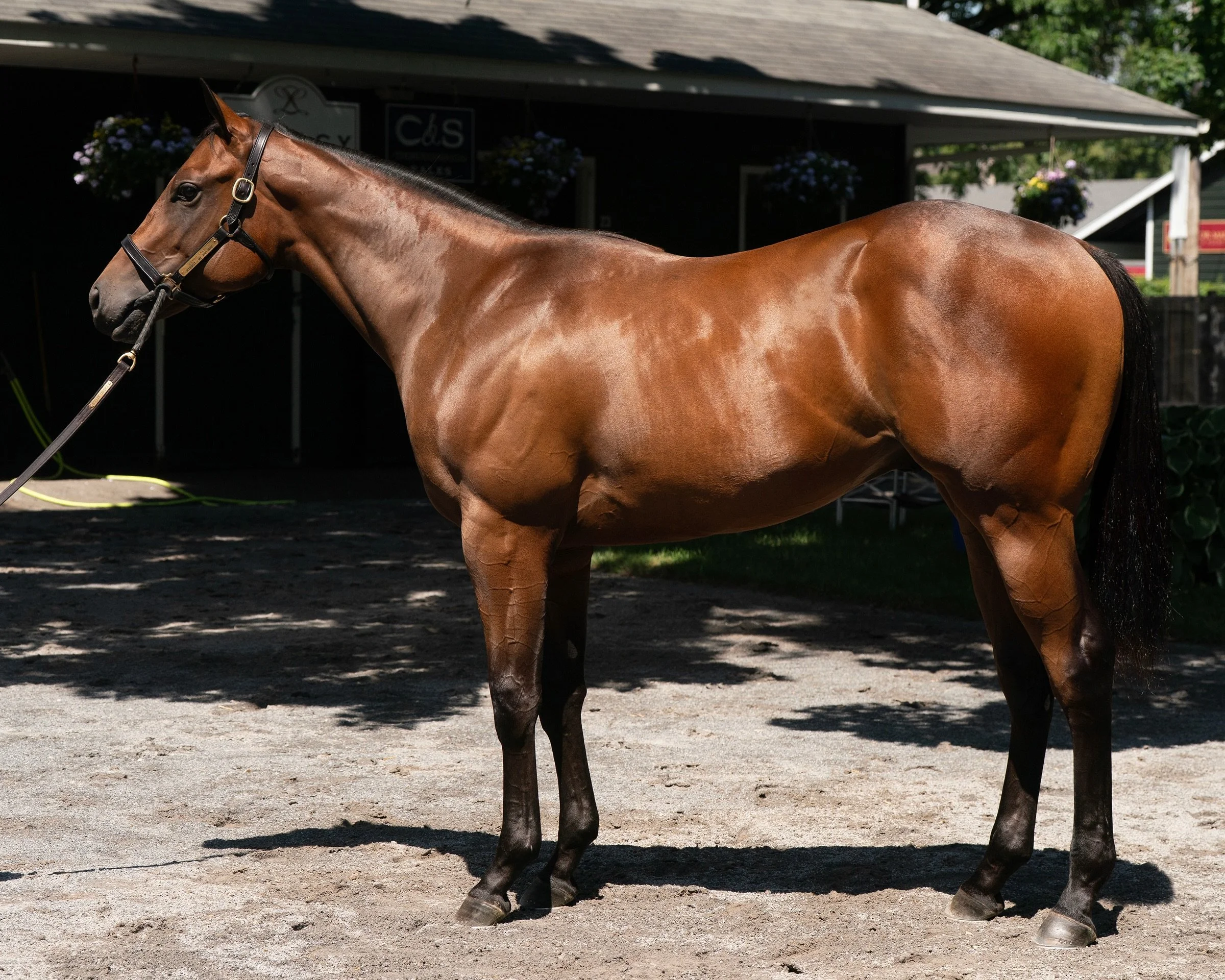 Another successful @fasigtipton Saratoga Sale is in the books 📚

We were blown away by the quality of stock offered this year and man was everyone ready to play ball! 🏇 

Hip 75 pictured here went through the ring for @eatonsales on Night 1 for $1M