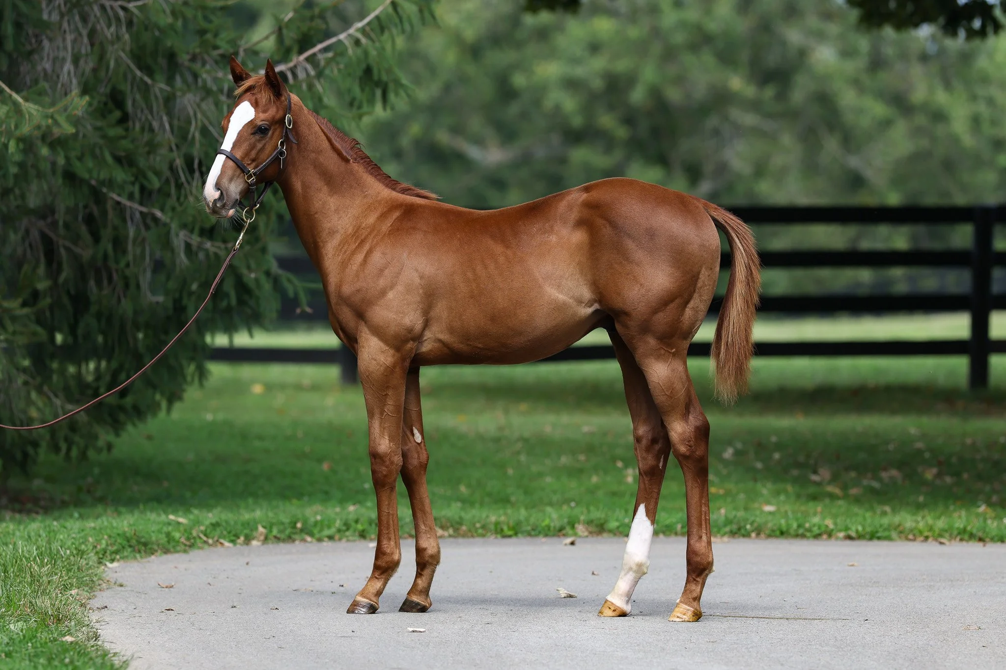 Justify / Touching Beauty