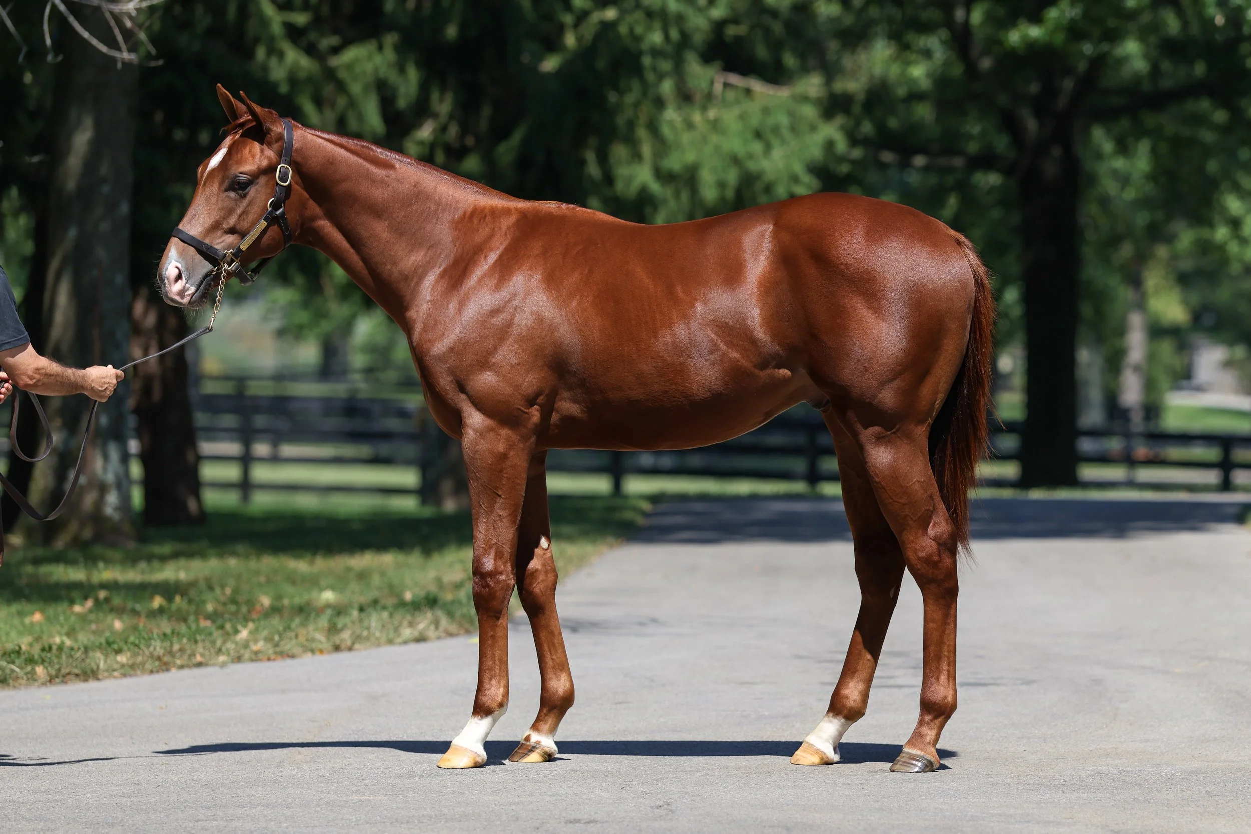 Justify / Champagne (IRE)