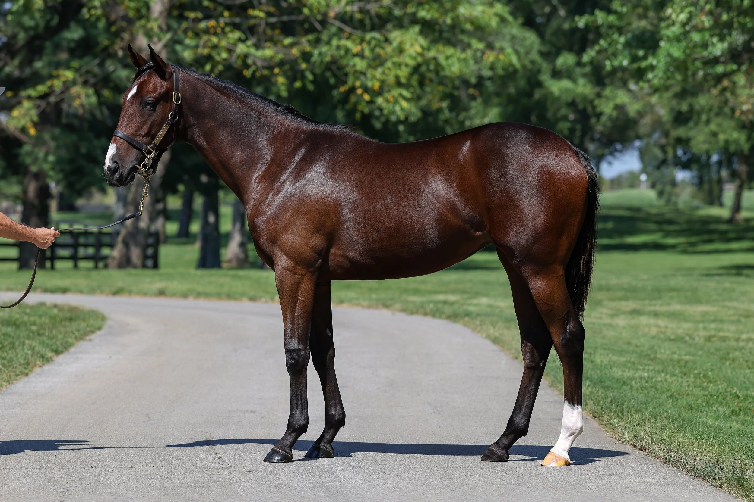 Curlin / Dramatically