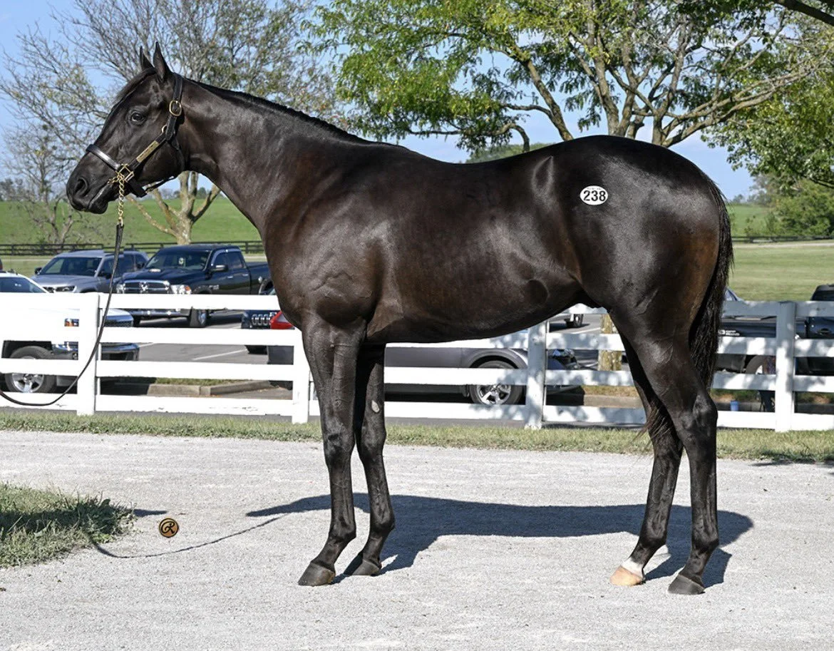 Partnership Hits $1.5M for Goodnight Olive's First Foal