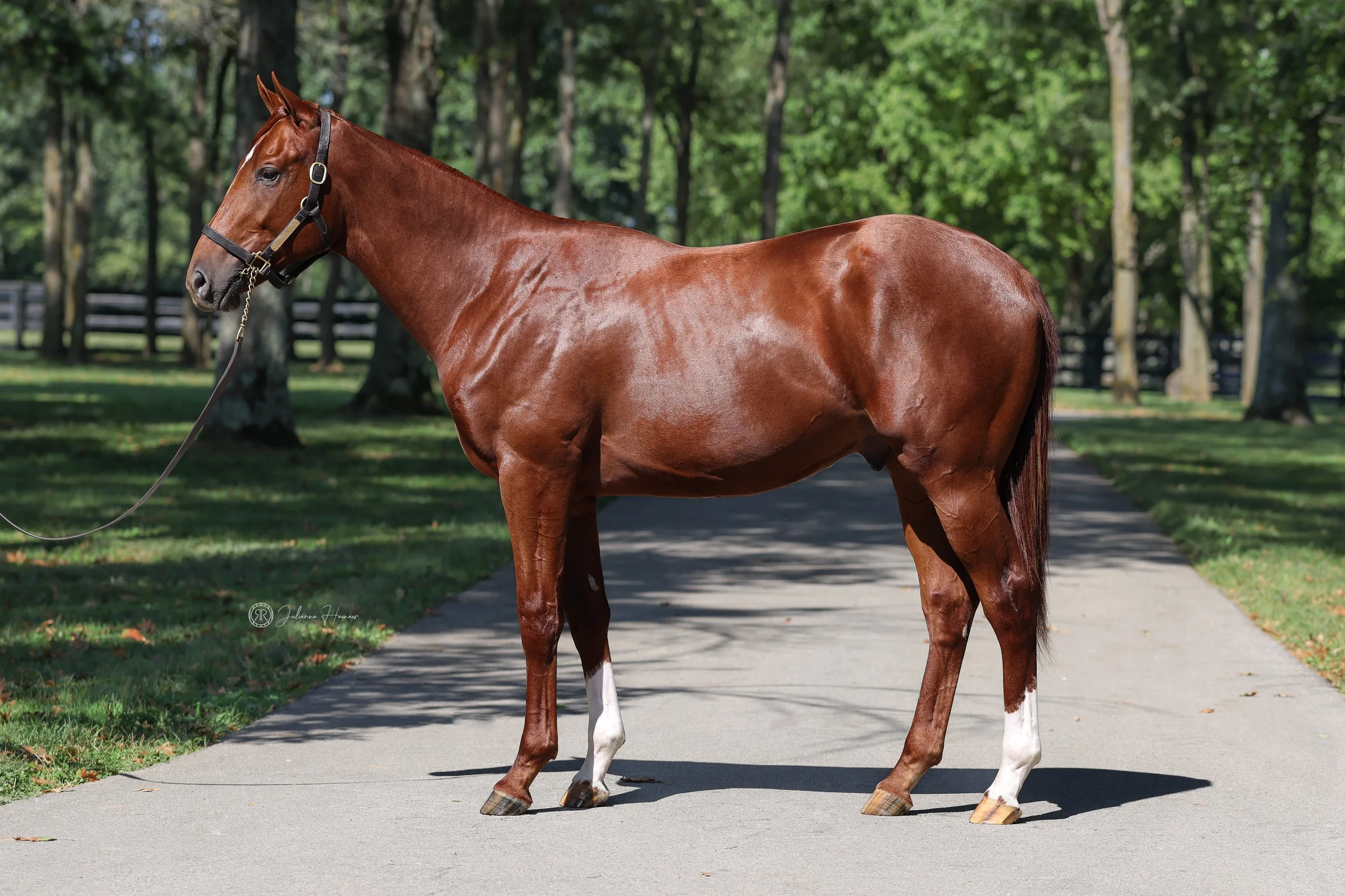 Munnings / Goddess Pele