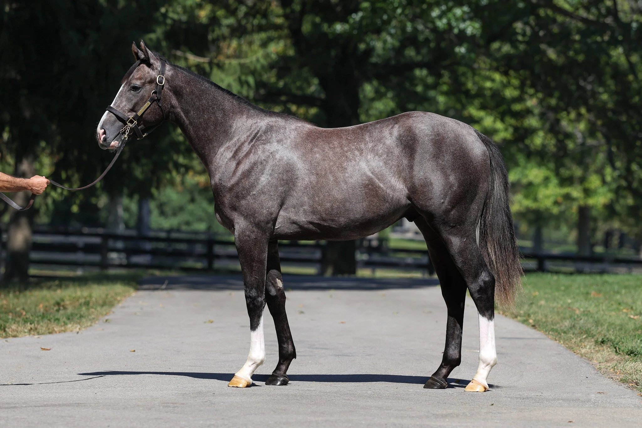 Tapit / Giant Remix (ARG)
