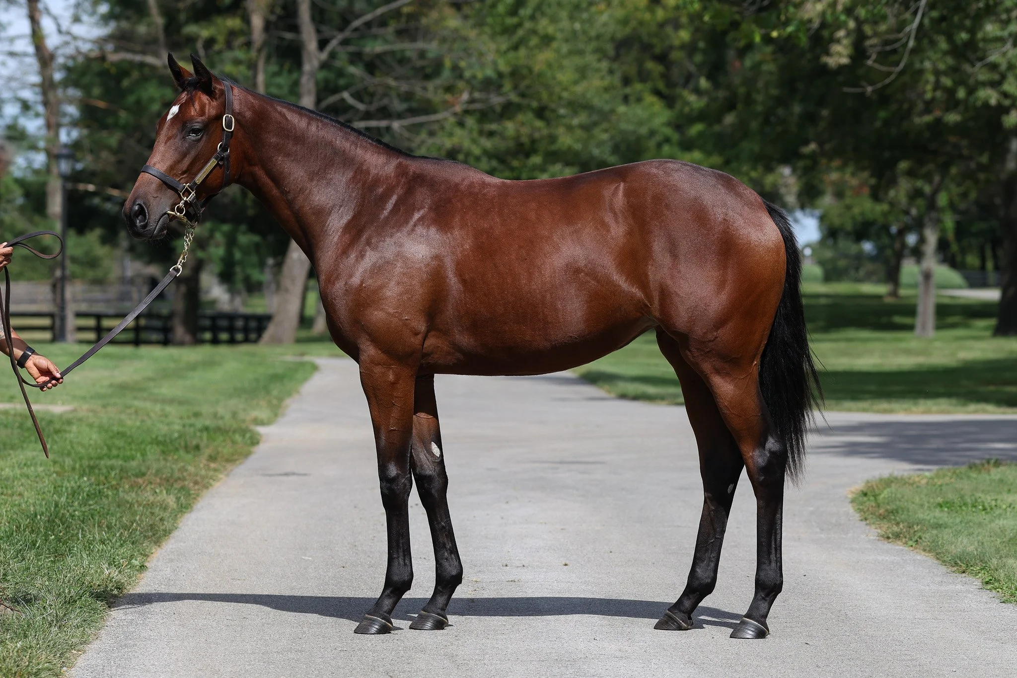 Contrail (JPN) / Lilas Canopus (IRE)