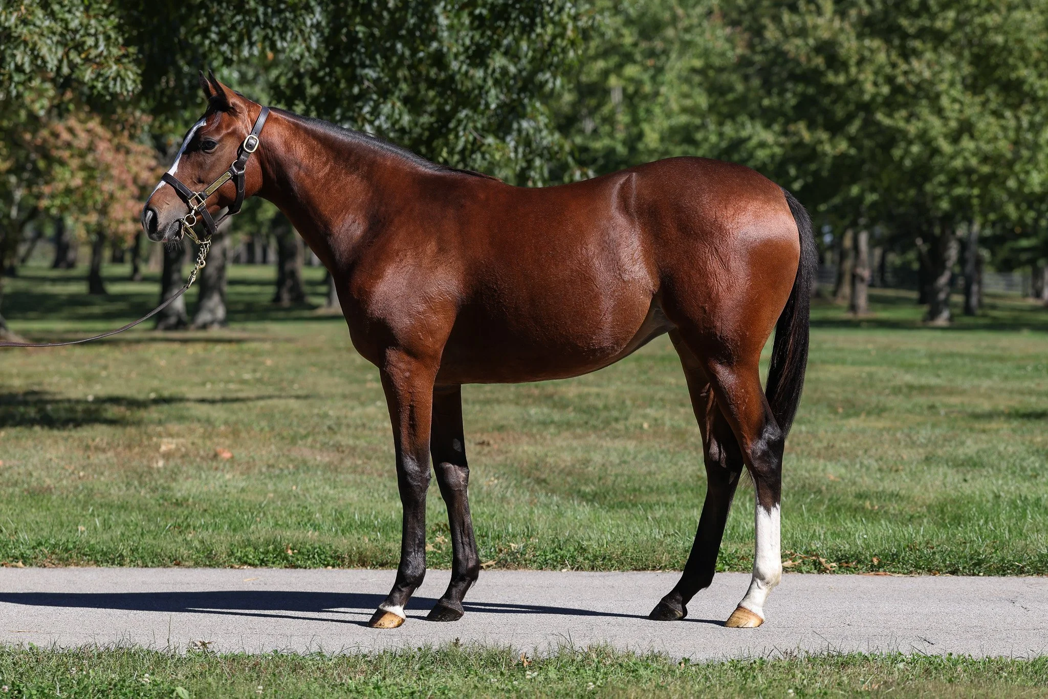 Blue Point (IRE) / Tabera (GB)