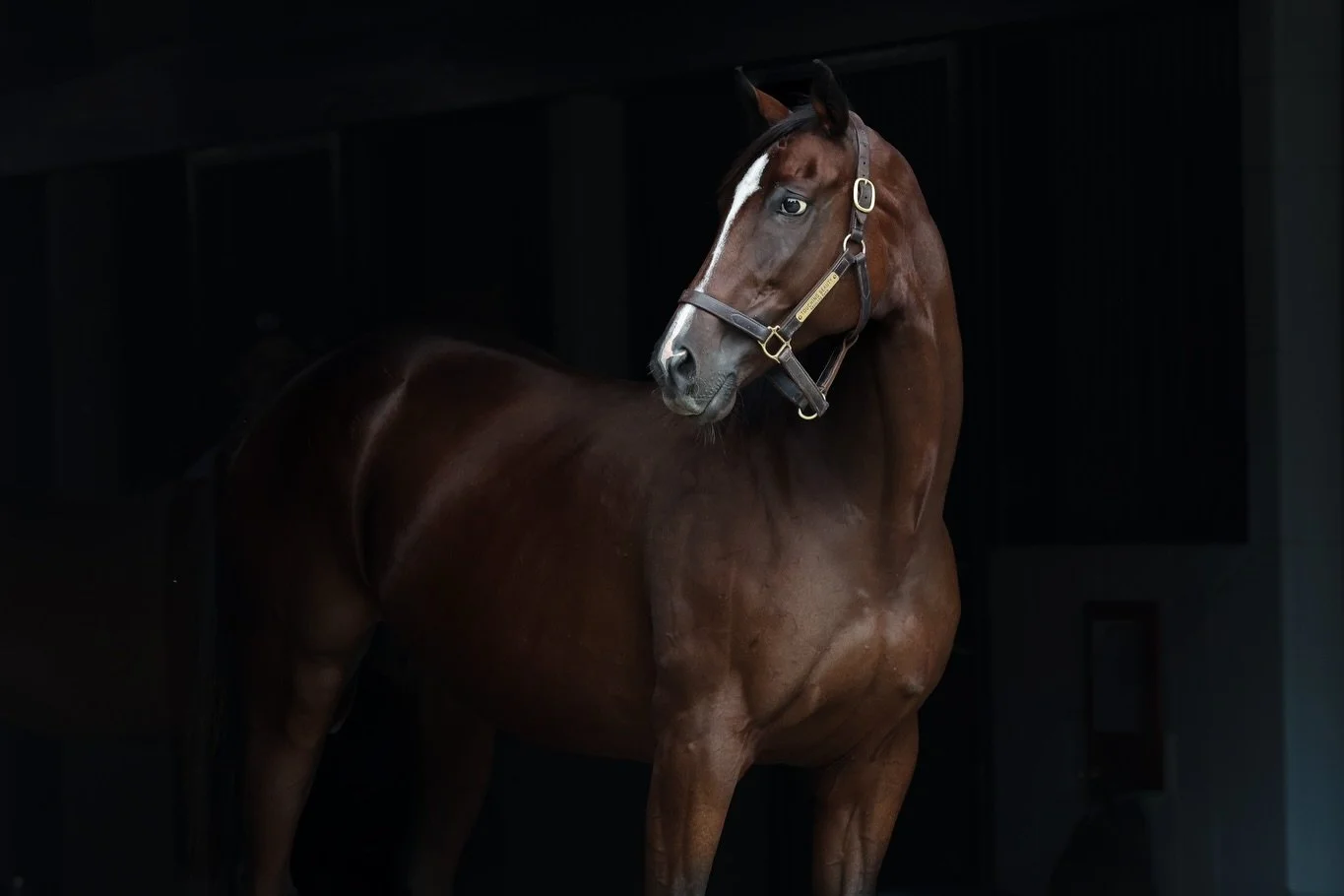 We are deeply saddened to share the passing of Touching Beauty, a beloved member of our broodmare band whose legacy will continue to be felt at Resolute for years to come

Touching Beauty was the dam of stakes winner and graded stakes-placed Just a T
