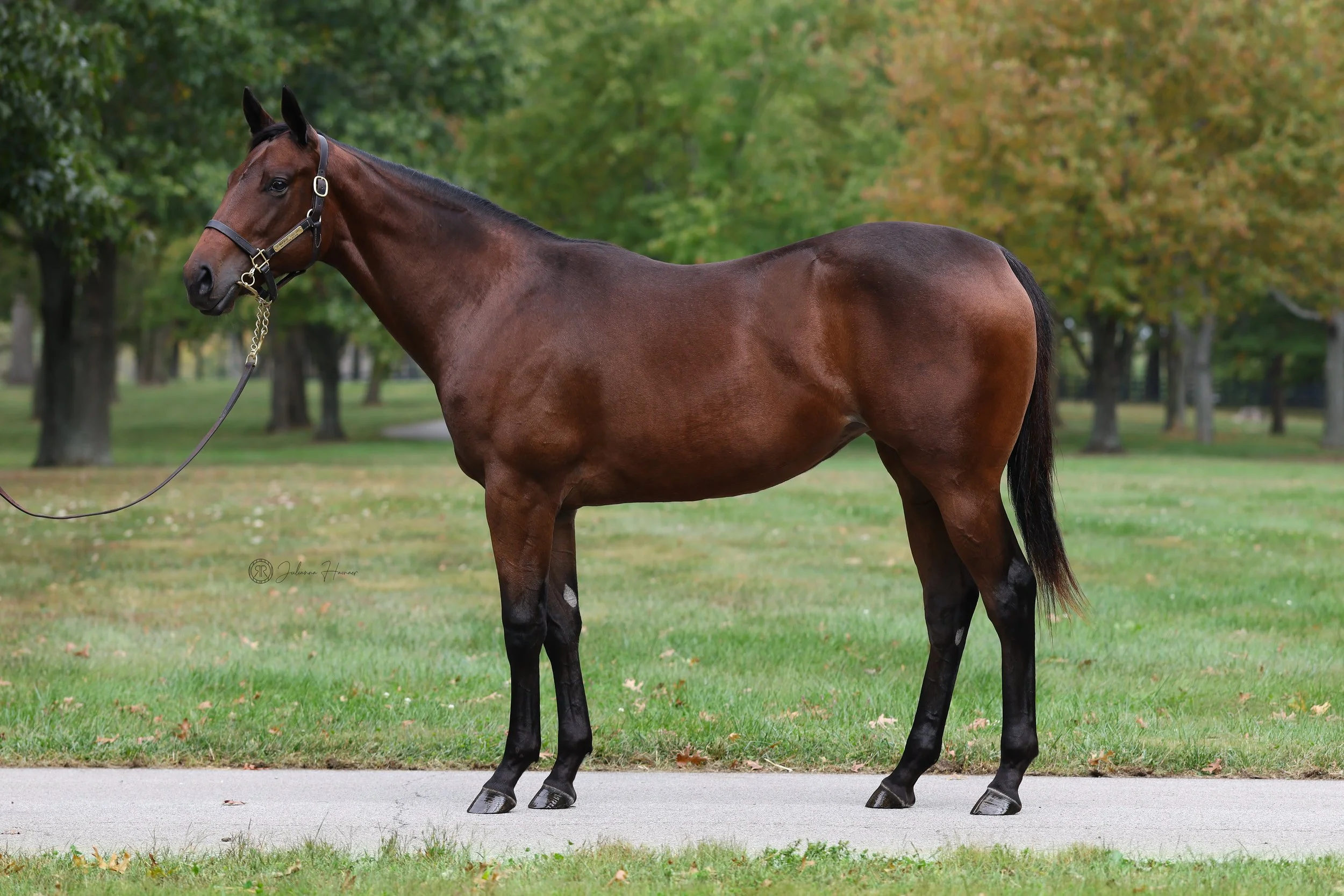HIP 1163 '25 Indian Mound FTOCT.jpg
