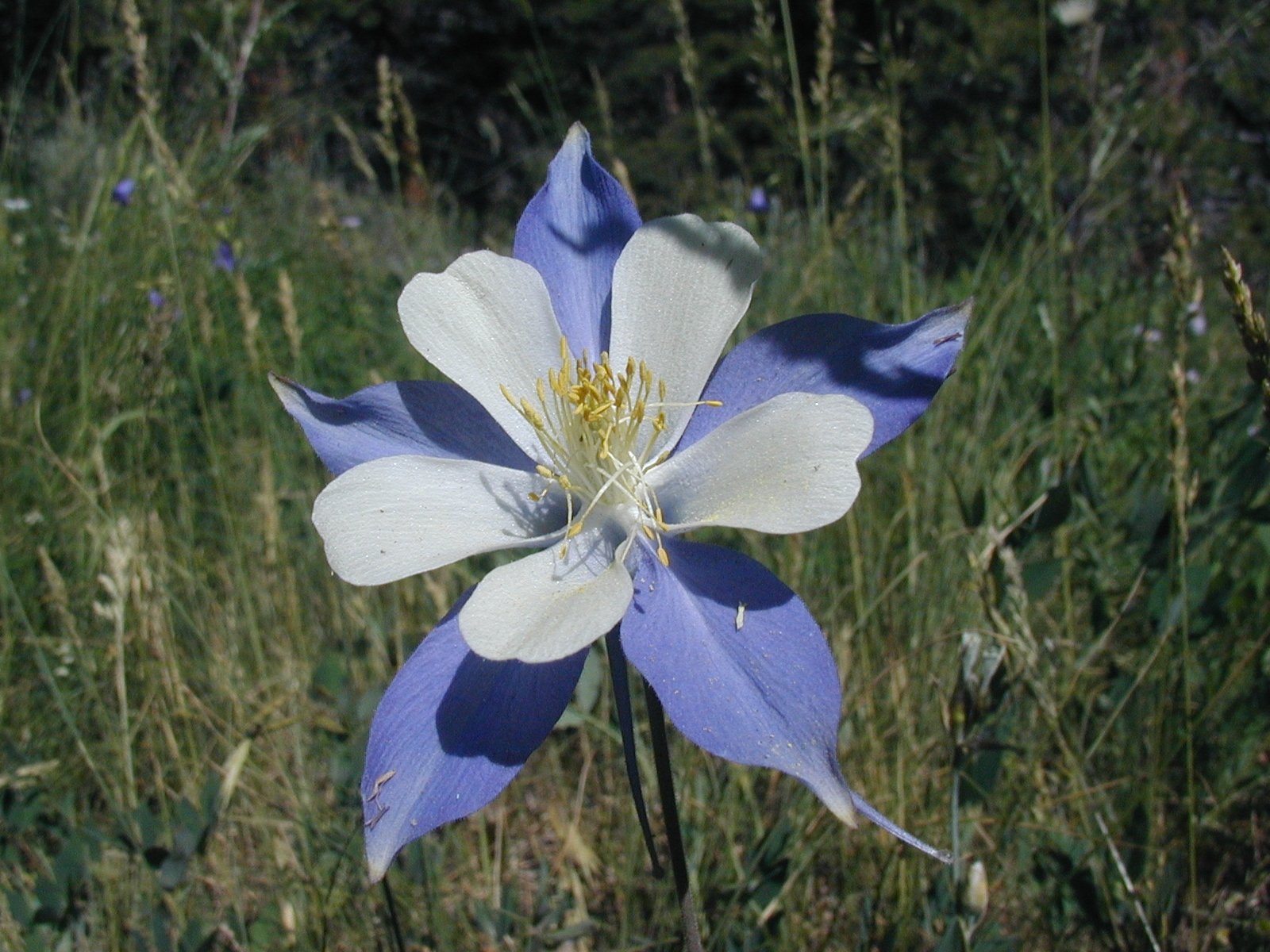 Spring 2013 Gottawalk blue columbine original - Marcia Powers.jpg