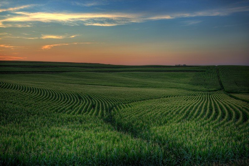 Iowa Corn Creative Commons.jpeg