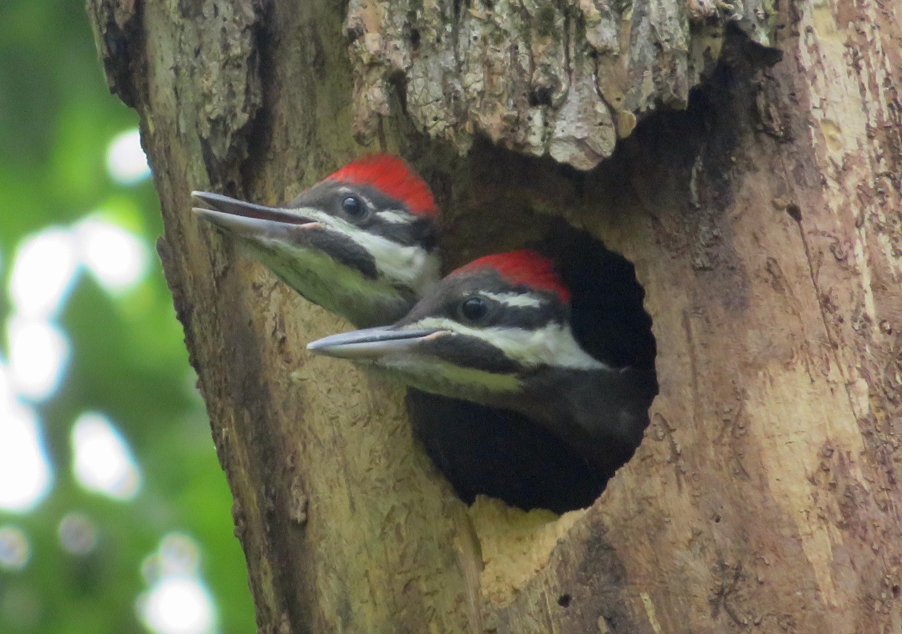 Spring 2022 Keith - Fledgling pileated woodpeckers at Angel Mounds State Historic Site, Indiana - Keith Gehlhausen.jpg